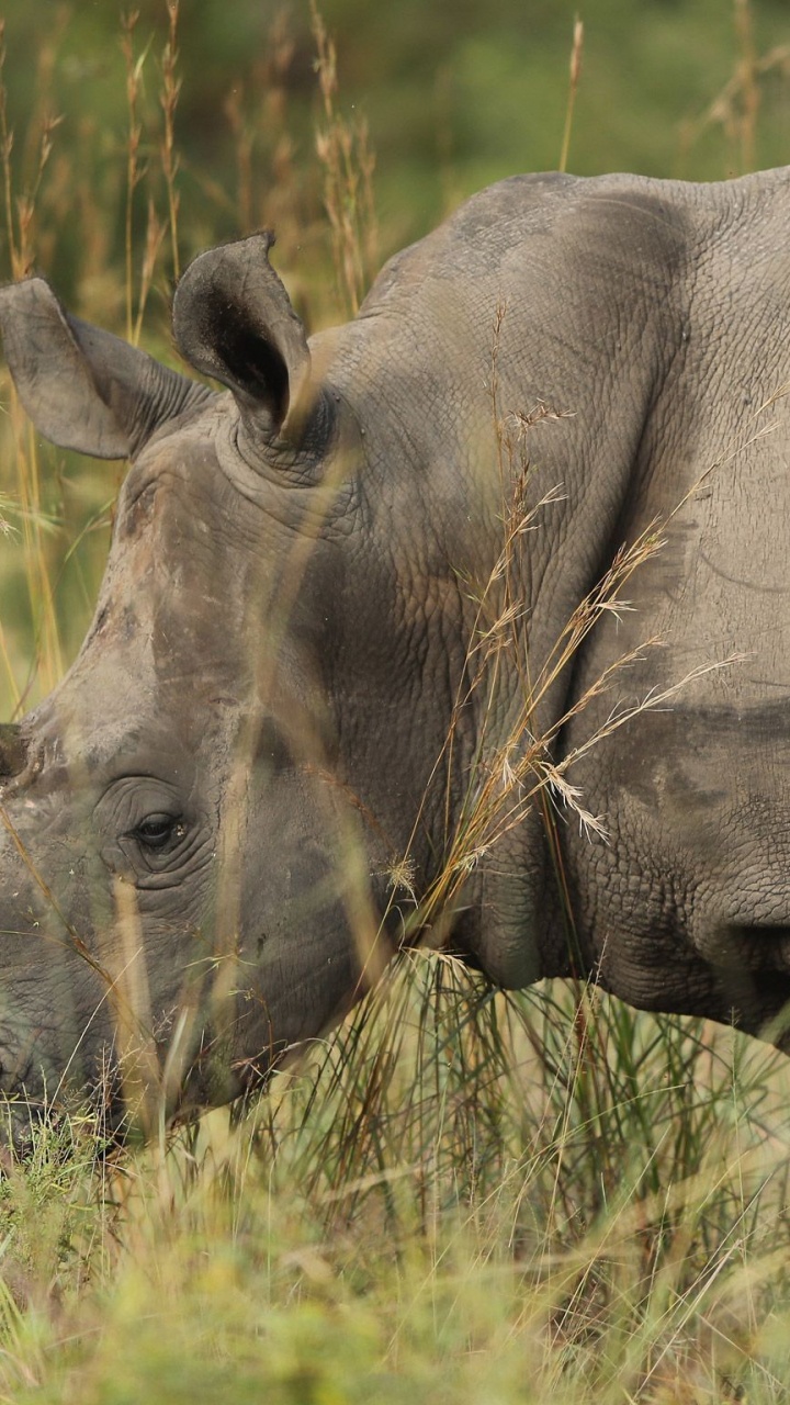 Rinoceronte Gris Sobre la Hierba Verde Durante el Día. Wallpaper in 720x1280 Resolution