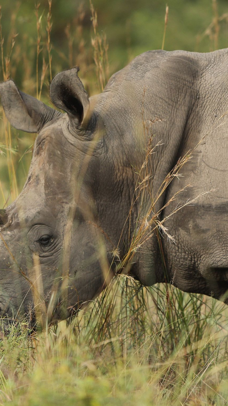 Rinoceronte Gris Sobre la Hierba Verde Durante el Día. Wallpaper in 750x1334 Resolution