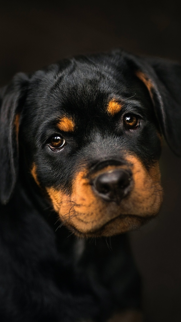 Chiot Rottweiler, Rottweiler, Teckel, Chiot, West Highland White Terrier. Wallpaper in 750x1334 Resolution
