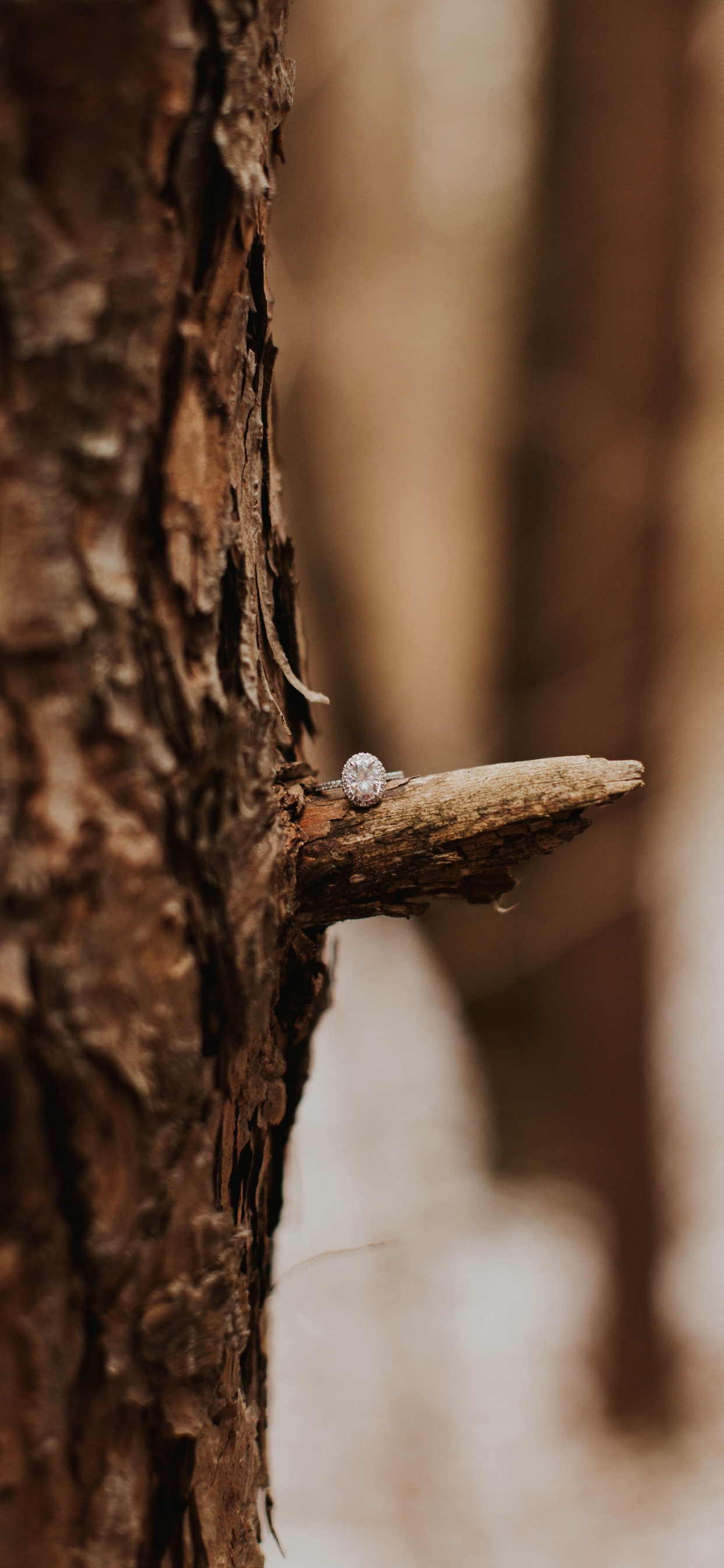 Braunes Holz Mit Weißem Schnee. Wallpaper in 1242x2688 Resolution