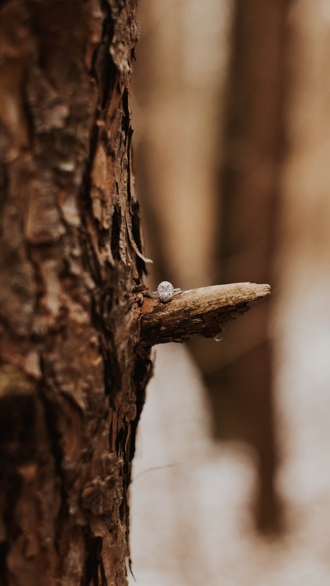 Bois Brun Avec Neige Blanche. Wallpaper in 1080x1920 Resolution