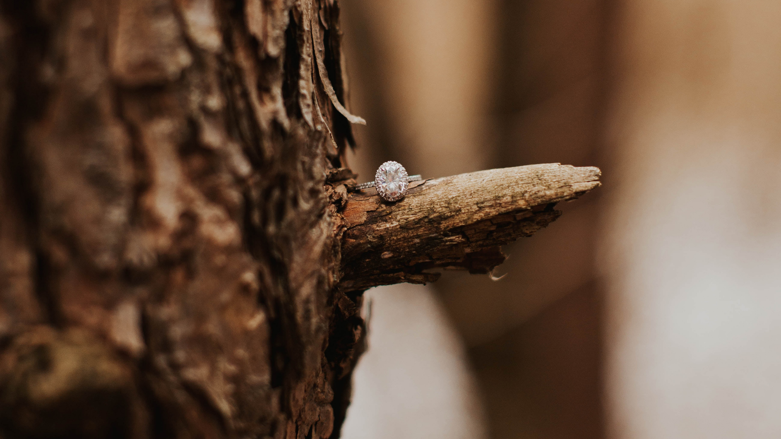 Bois Brun Avec Neige Blanche. Wallpaper in 2560x1440 Resolution