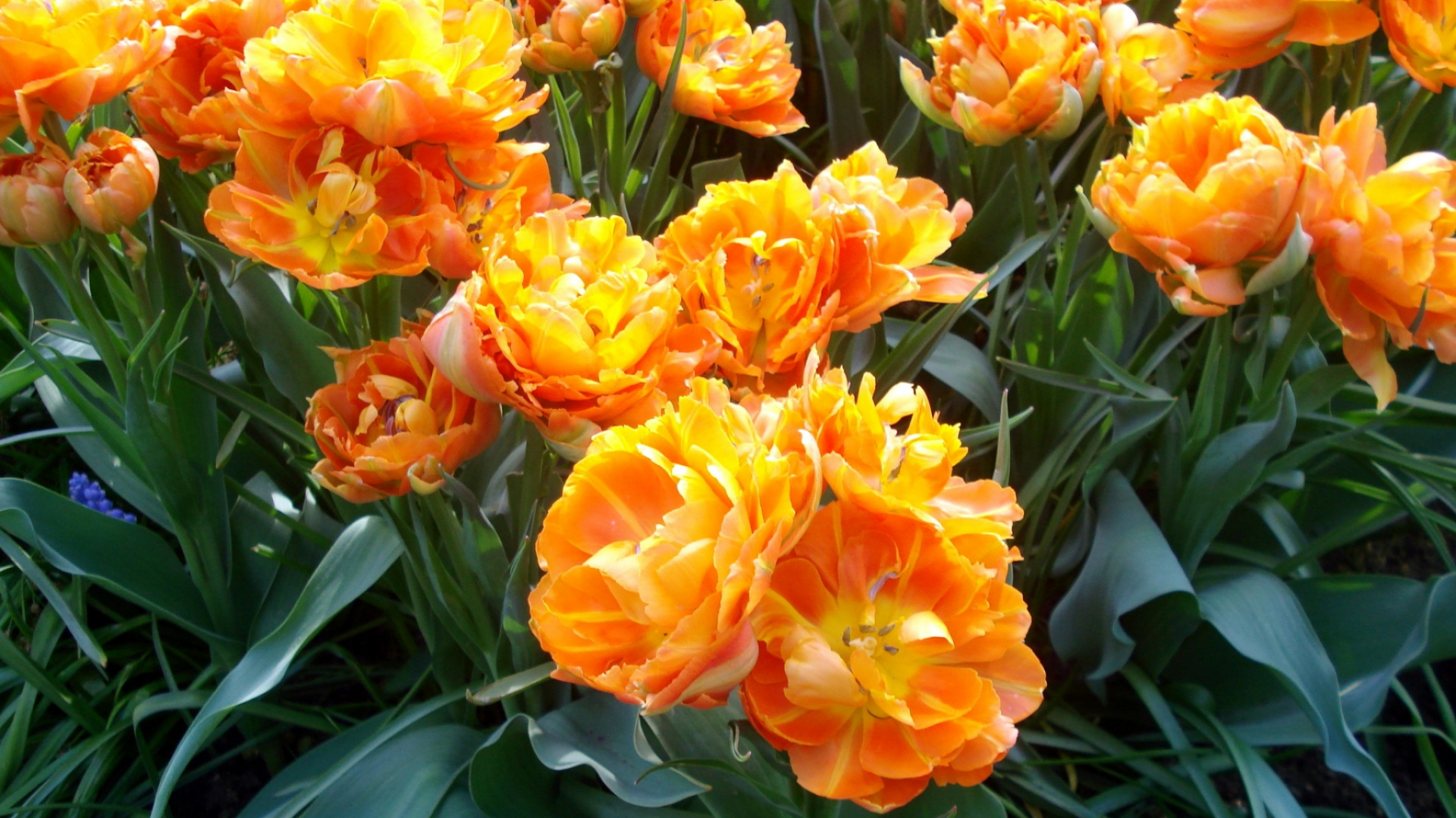 Orange Flowers With Green Leaves. Wallpaper in 1920x1080 Resolution