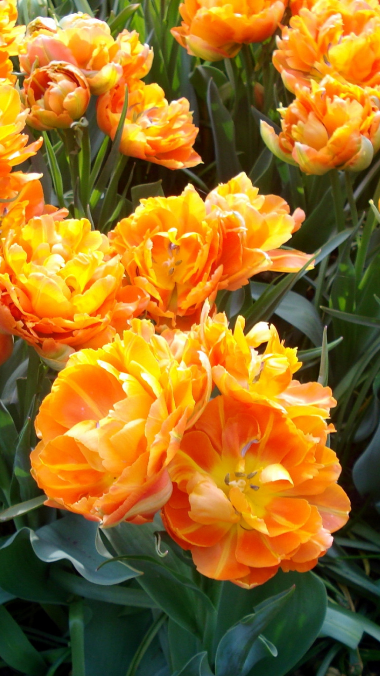 Orange Flowers With Green Leaves. Wallpaper in 750x1334 Resolution