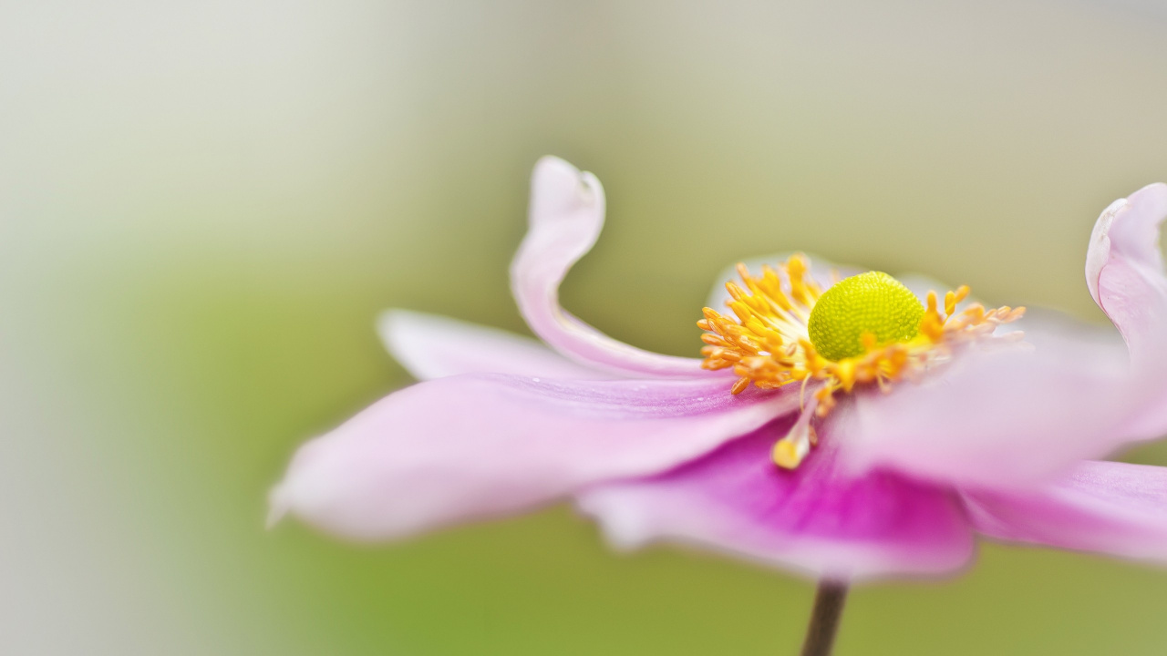 Purple Crocus in Bloom During Daytime. Wallpaper in 1280x720 Resolution