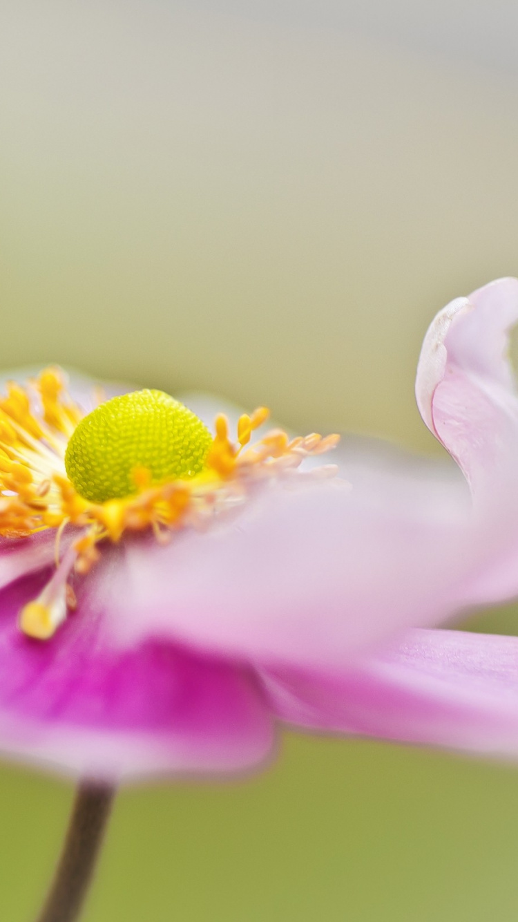 Purple Crocus in Bloom During Daytime. Wallpaper in 750x1334 Resolution
