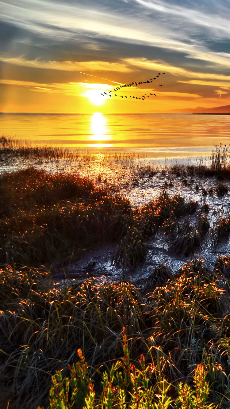 Green Grass Near Body of Water During Sunset. Wallpaper in 750x1334 Resolution