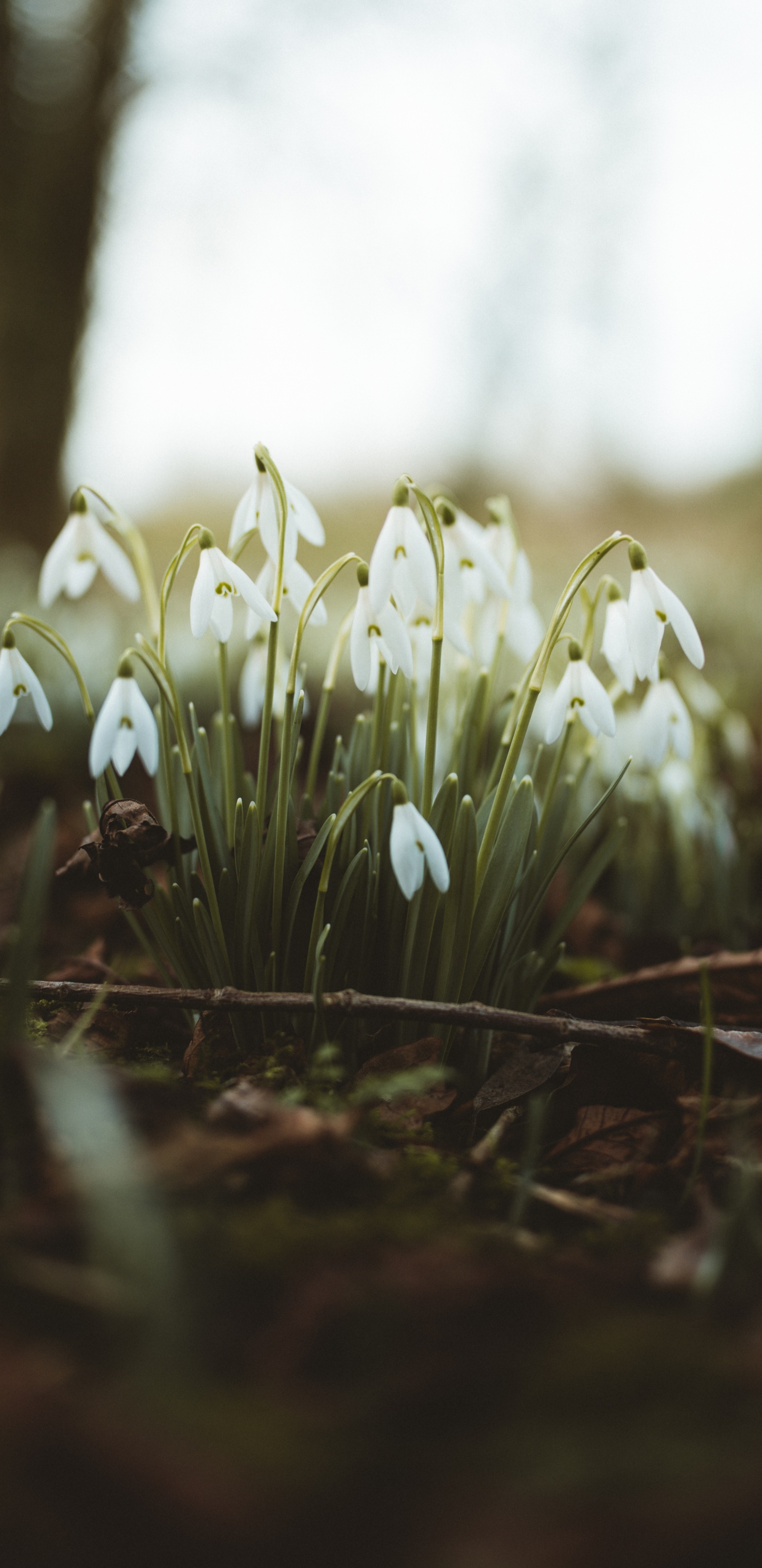 Weiße Blüten Auf Brauner Erde. Wallpaper in 1440x2960 Resolution