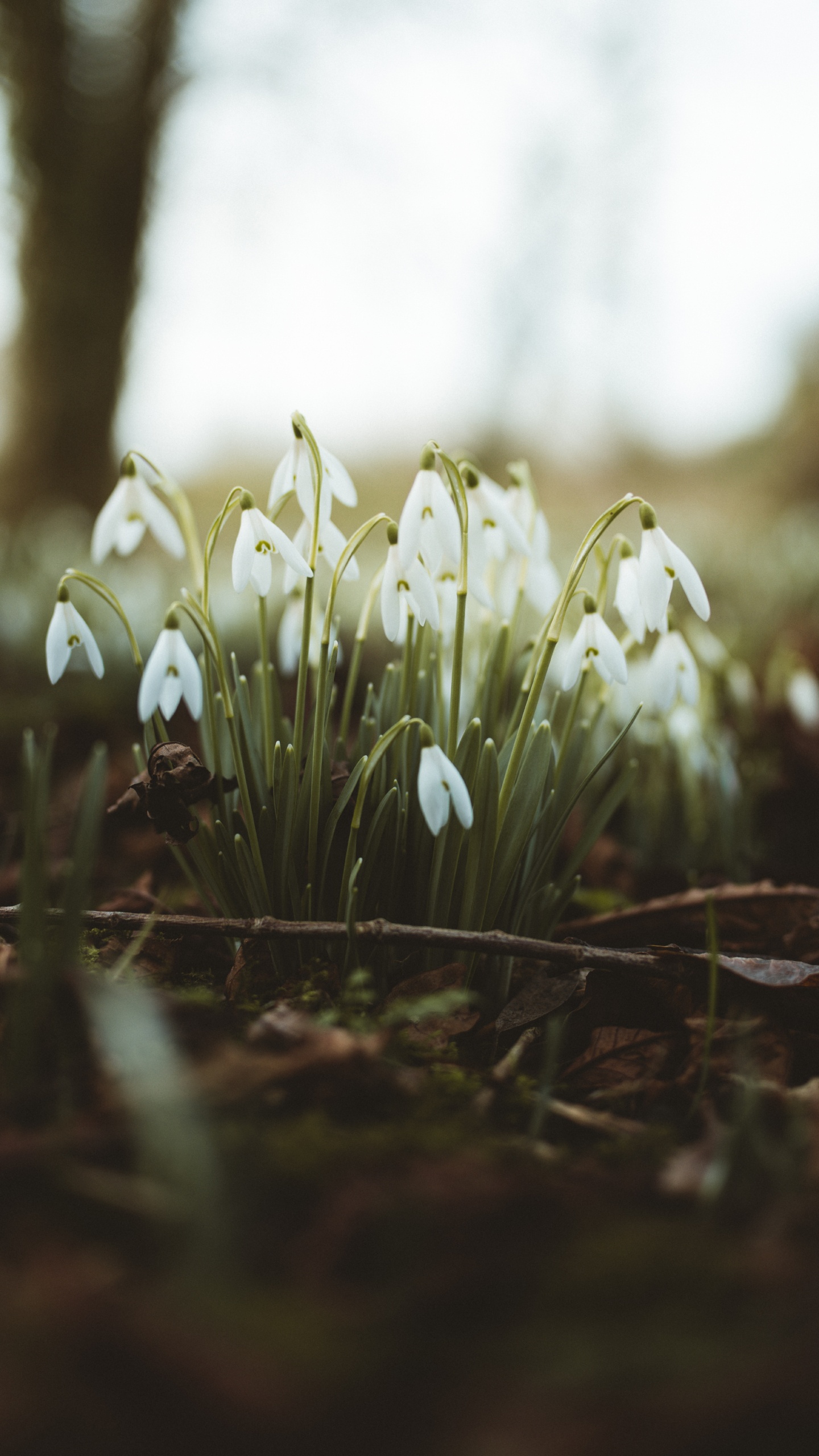 Fleurs Blanches Sur Sol Brun. Wallpaper in 1440x2560 Resolution