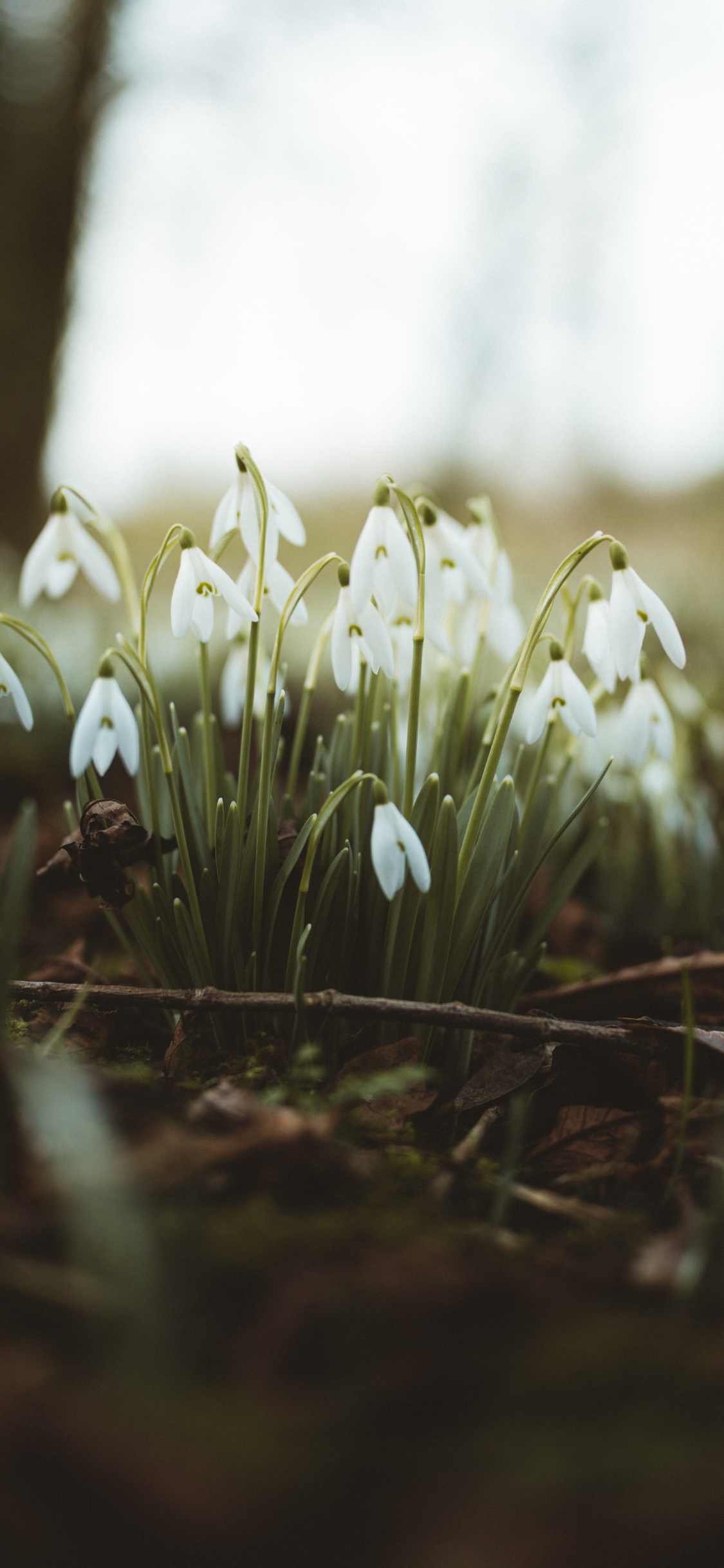White Flowers on Brown Soil. Wallpaper in 1125x2436 Resolution