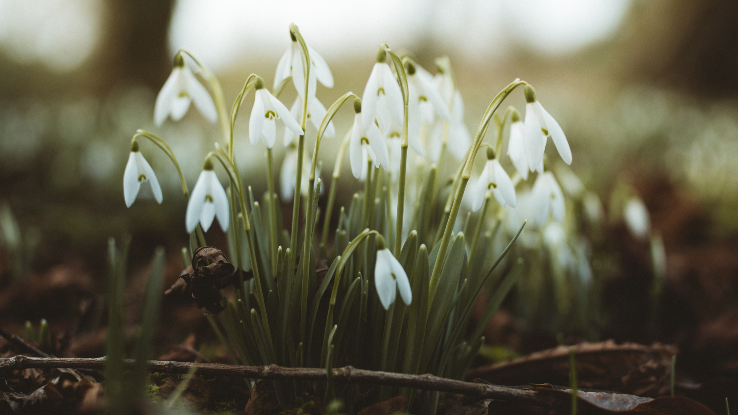 White Flowers on Brown Soil. Wallpaper in 2560x1440 Resolution