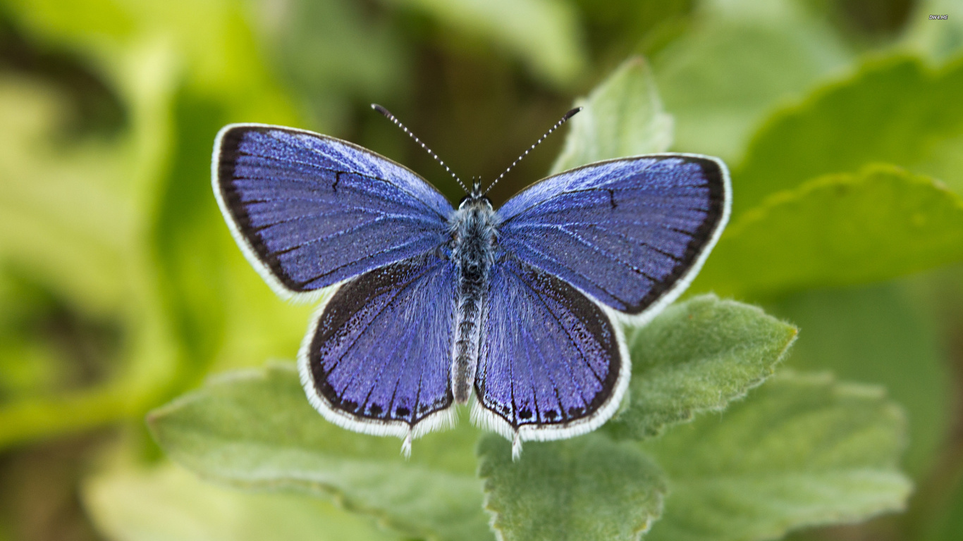 Papillon Bleu et Noir Sur Feuille Verte. Wallpaper in 1366x768 Resolution