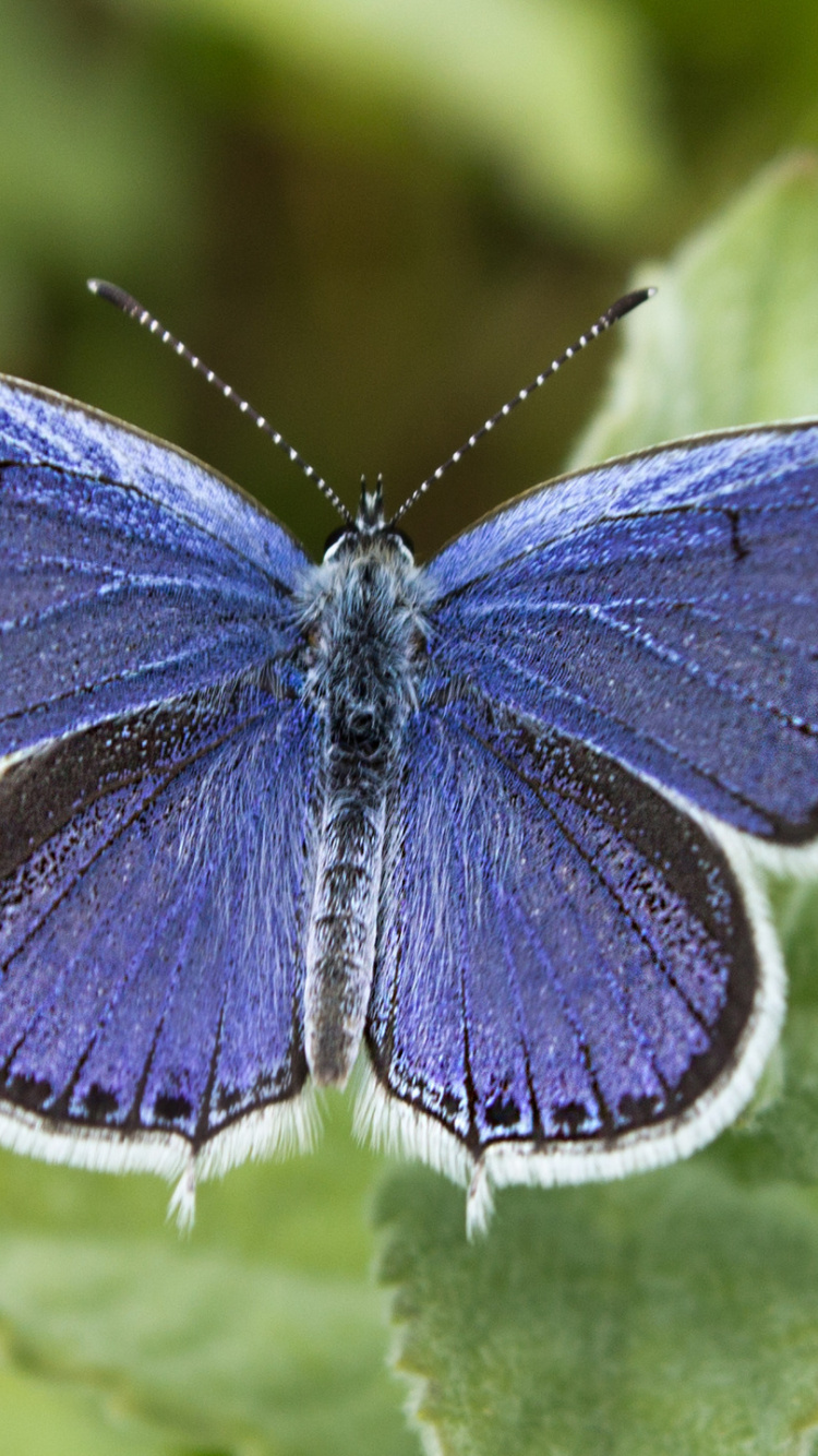 Papillon Bleu et Noir Sur Feuille Verte. Wallpaper in 750x1334 Resolution