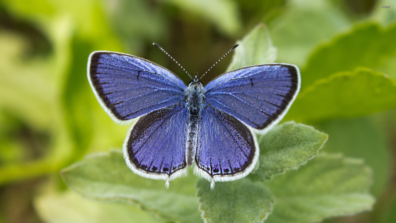 Blauer Und Schwarzer Schmetterling Auf Grünem Blatt. Wallpaper in 1280x720 Resolution