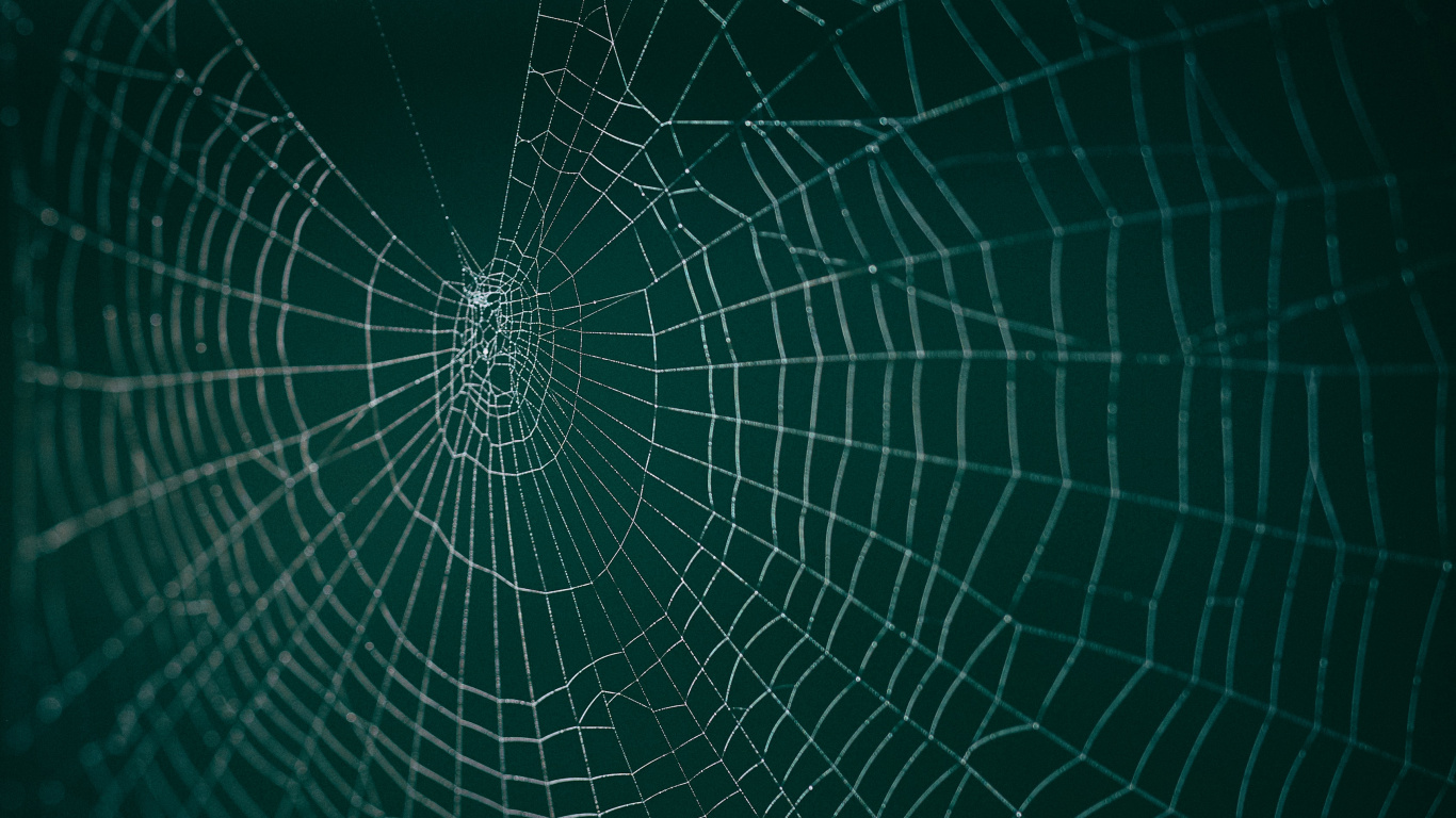 Spinnennetz in Nahaufnahme. Wallpaper in 1366x768 Resolution