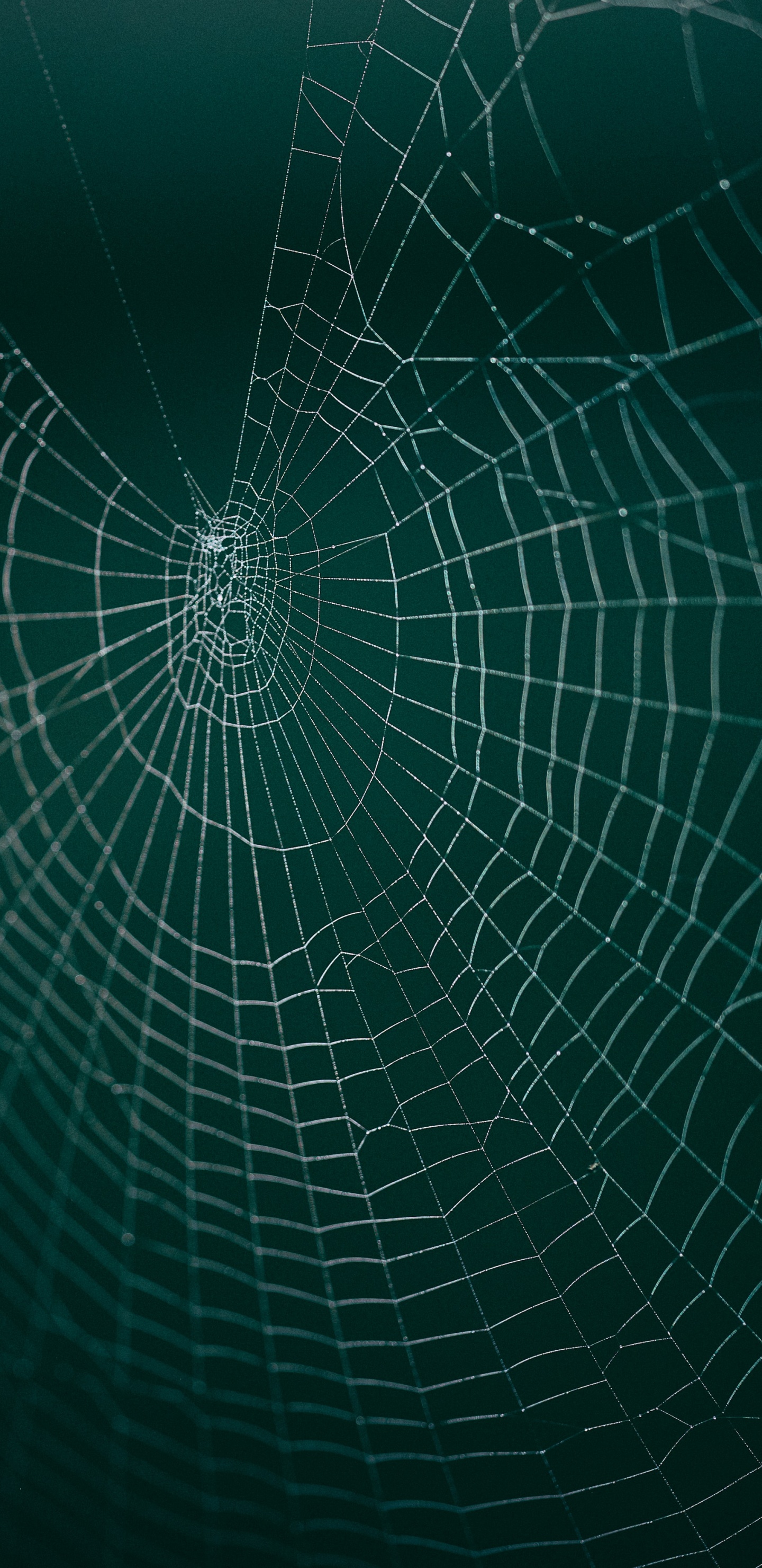 Spinnennetz in Nahaufnahme. Wallpaper in 1440x2960 Resolution