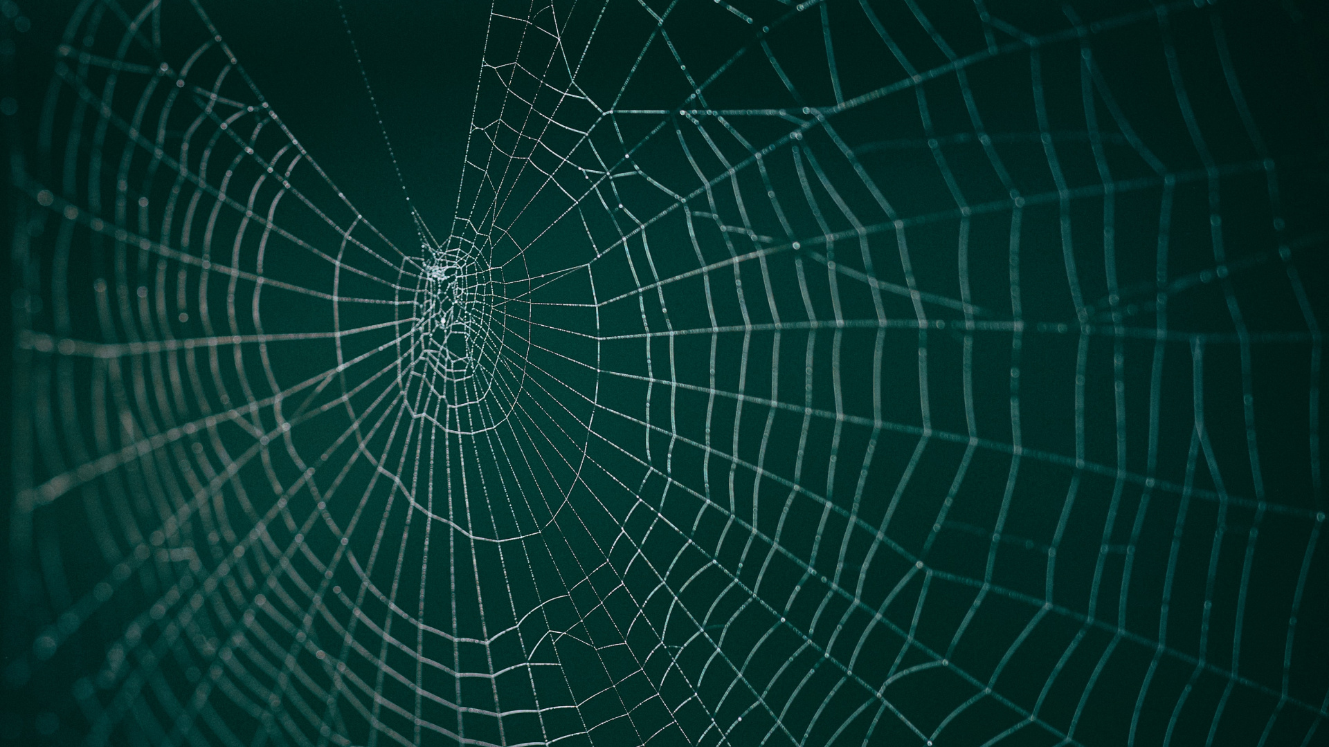 Spinnennetz in Nahaufnahme. Wallpaper in 1920x1080 Resolution