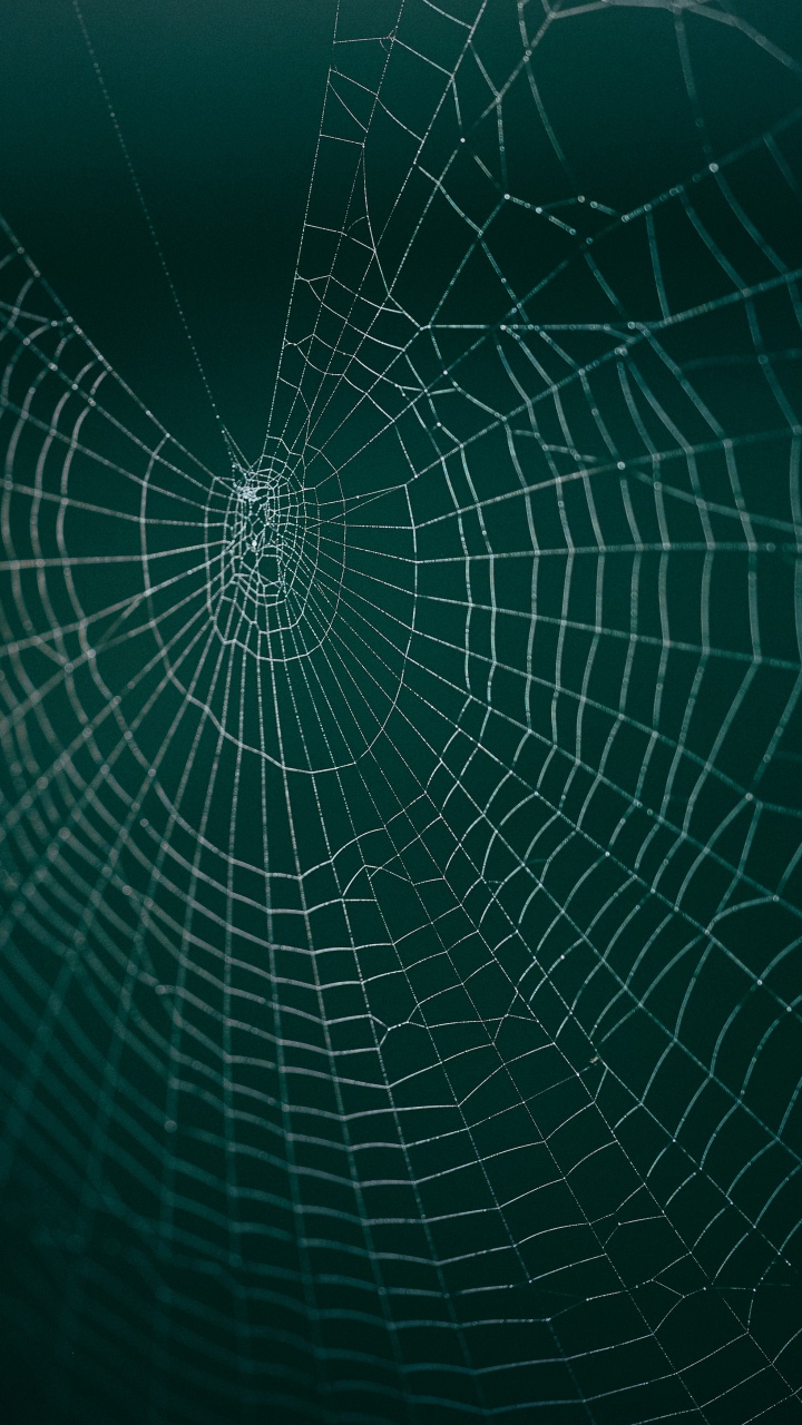 Telaraña, En, Primer Plano, Fotografía. Wallpaper in 720x1280 Resolution