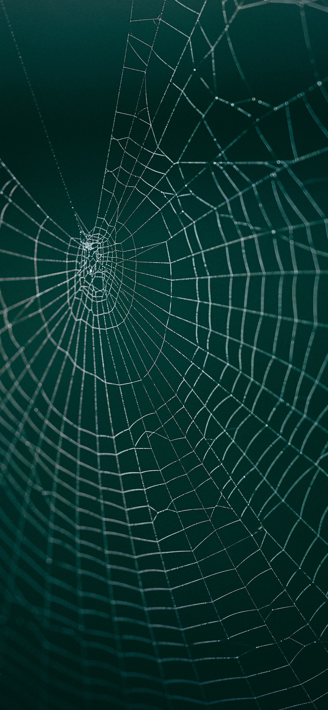 Toile D'araignée Dans la Photographie en Gros Plan. Wallpaper in 1242x2688 Resolution