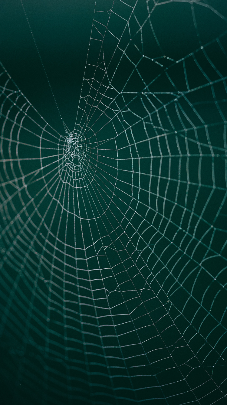 Spider Web in Close up Photography. Wallpaper in 750x1334 Resolution