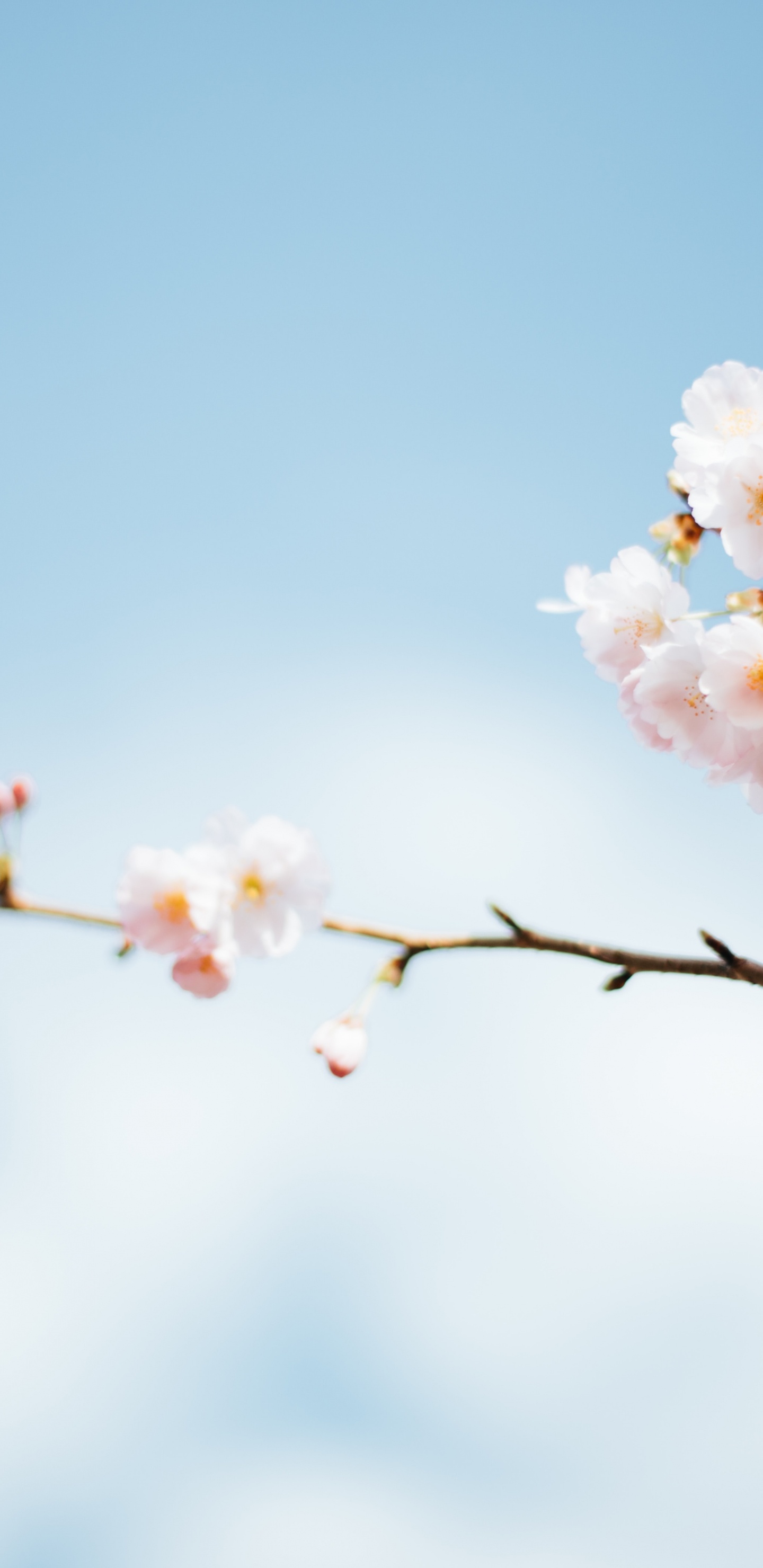 Frühling, Saison, Frühjahr, Zeit, Sommer. Wallpaper in 1440x2960 Resolution