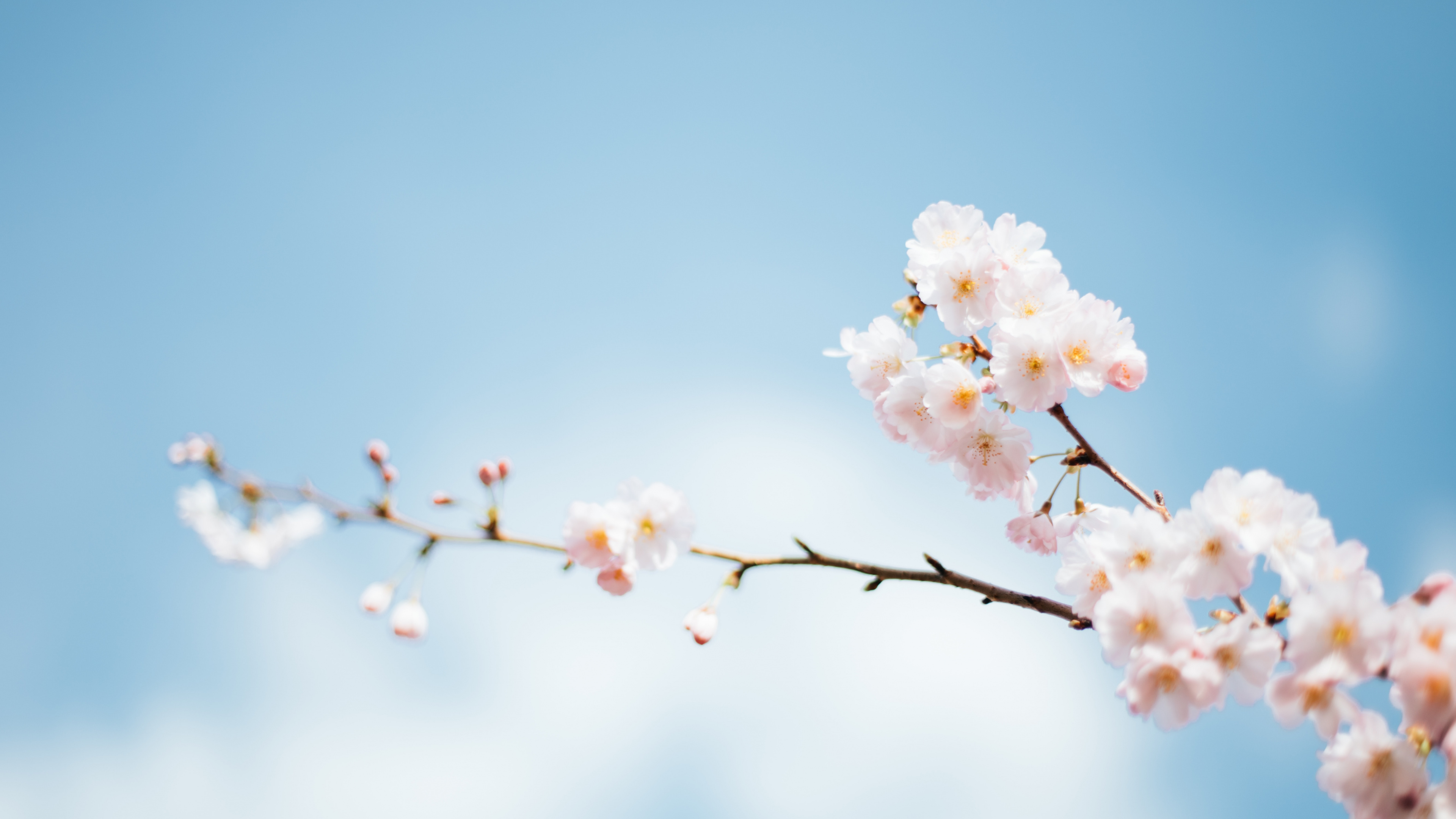 下载 3840x2160 壁纸 季节, 弹簧, 时间, 夏天, 树枝 季节, 弹簧, 时间, 夏天, 树枝 壁纸 3840x2160 允许