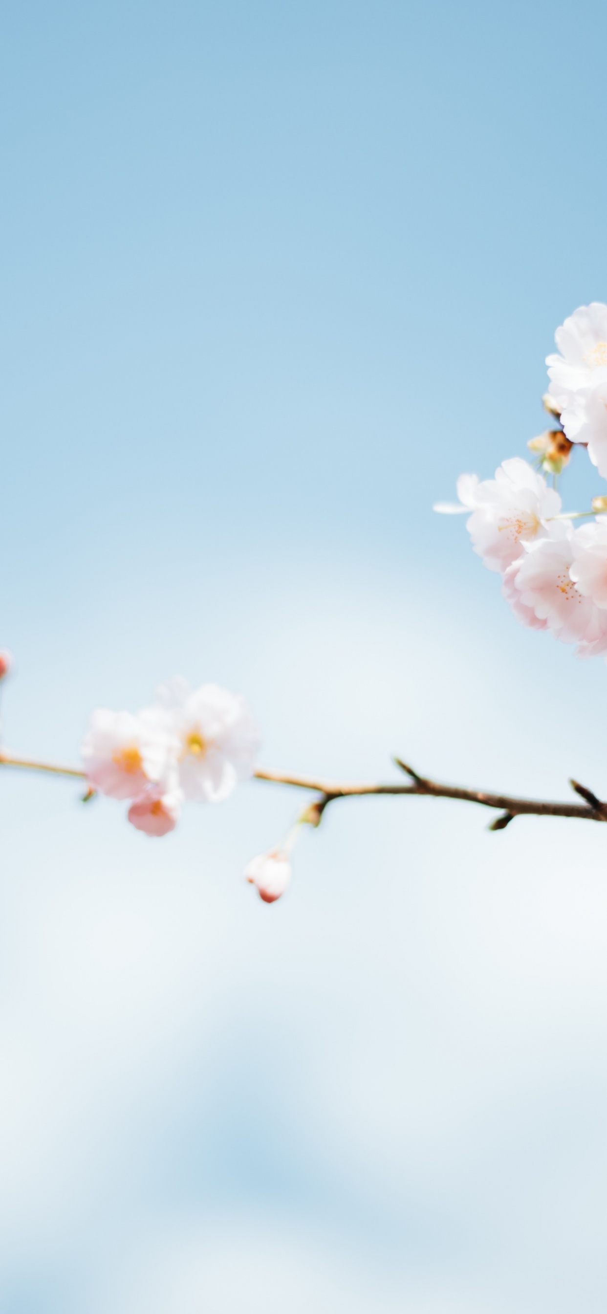 Spring Season, Season, Spring, Time, Summer. Wallpaper in 1242x2688 Resolution