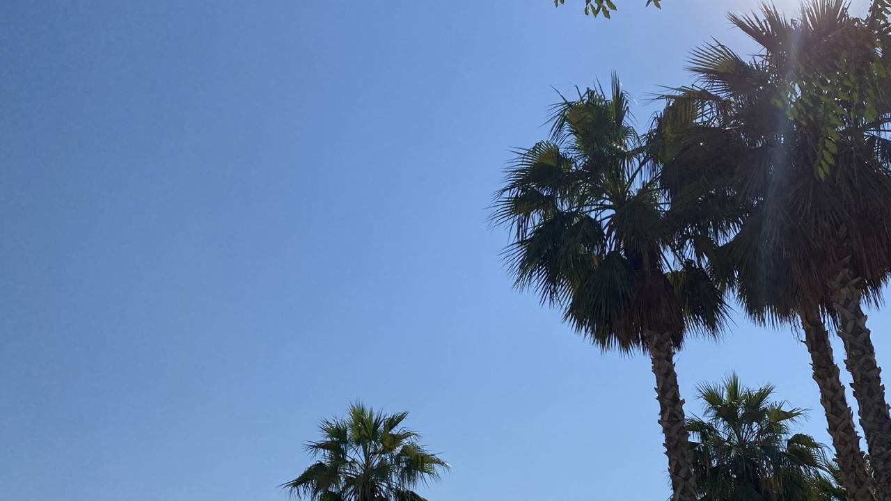 Palm Trees, Vegetation, Tree, Woody Plant, Biome. Wallpaper in 1280x720 Resolution