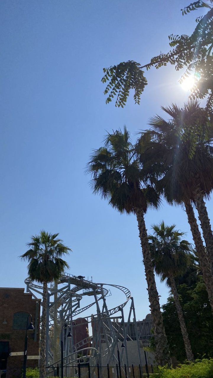 Palm Trees, Vegetation, Tree, Woody Plant, Biome. Wallpaper in 720x1280 Resolution