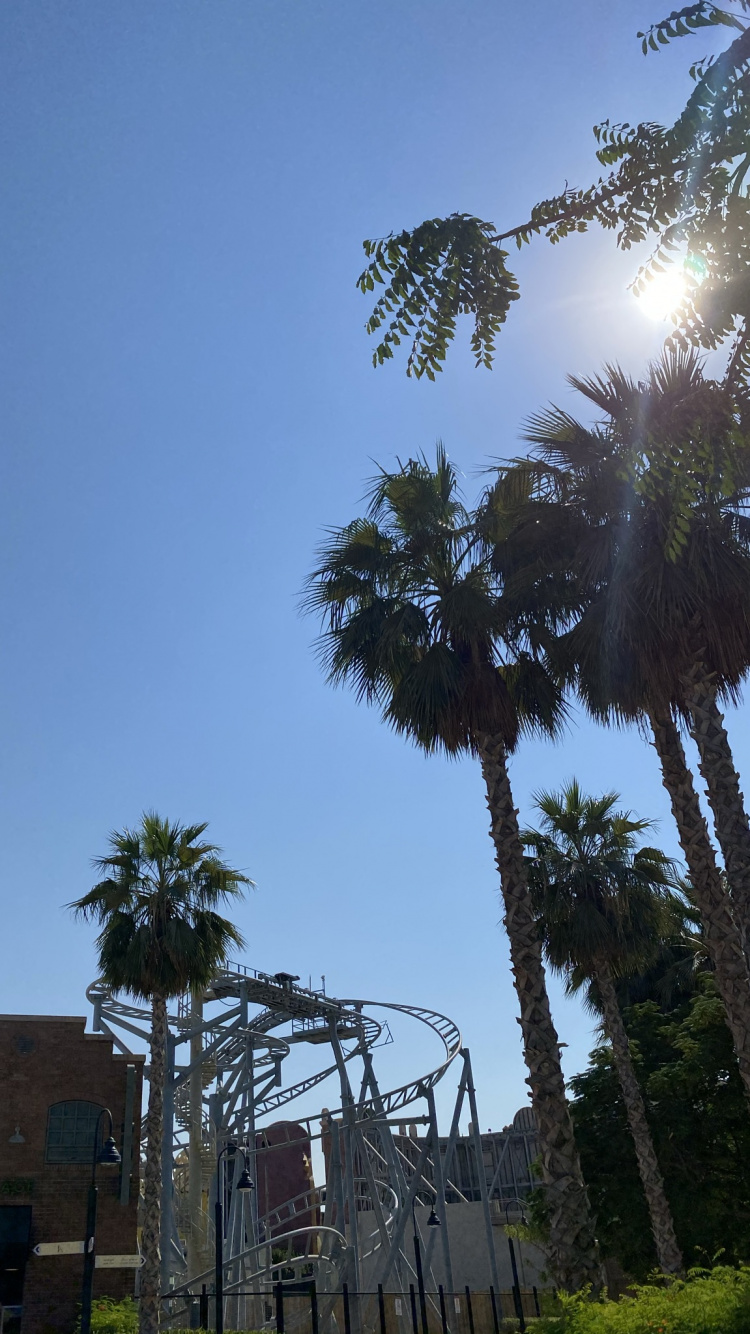 Palmier, Végétation, Plantes Ligneuses, Biome, Plante Terrestre. Wallpaper in 750x1334 Resolution