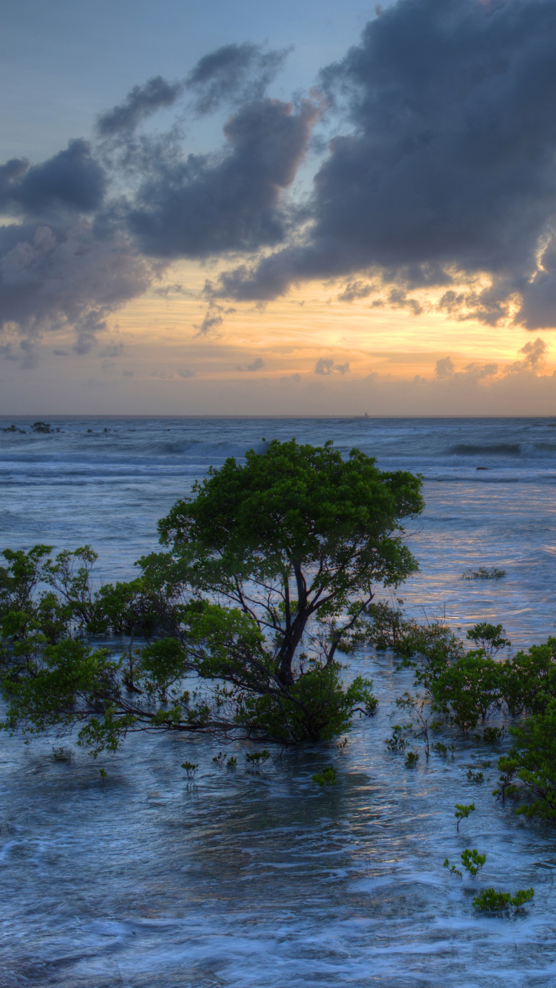 Green Trees on Sea Shore During Daytime. Wallpaper in 1080x1920 Resolution