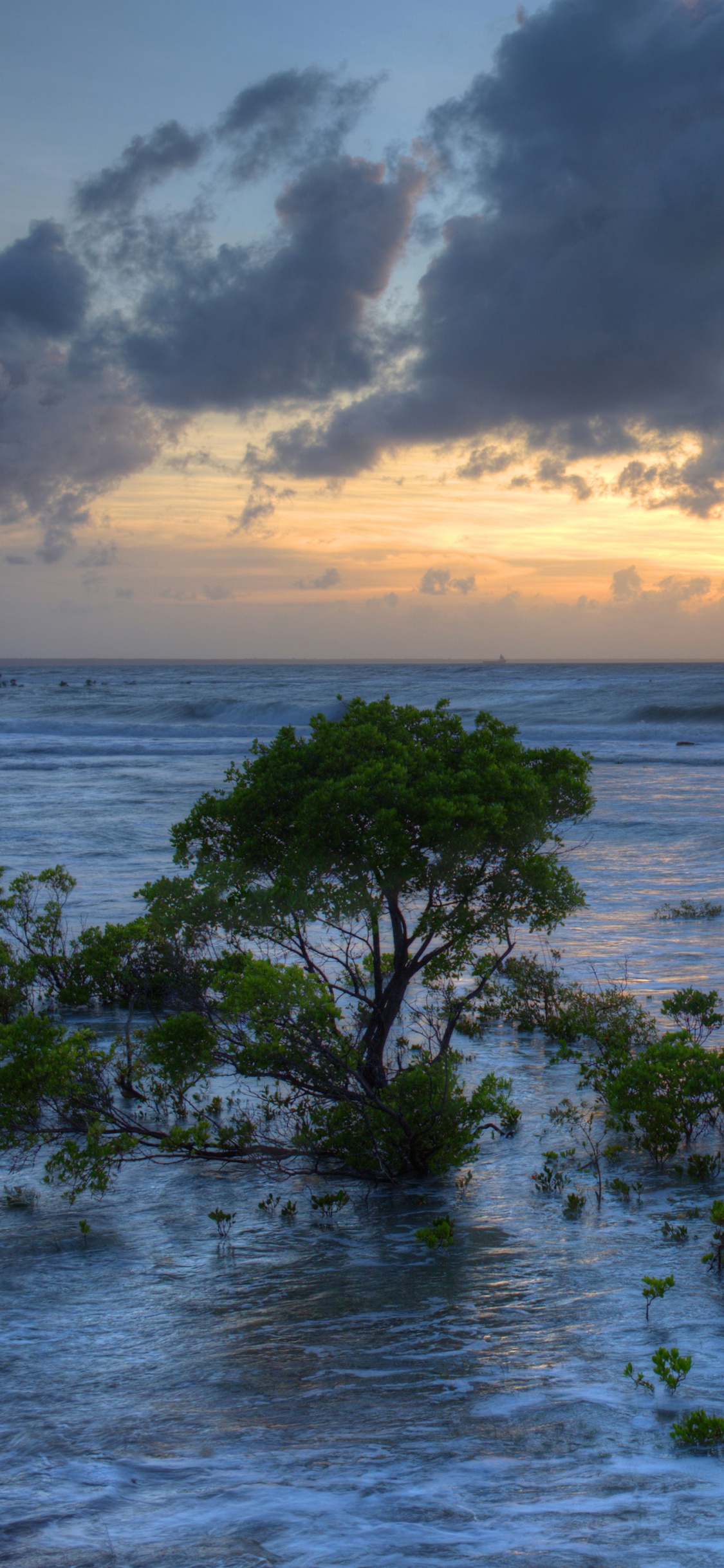 Green Trees on Sea Shore During Daytime. Wallpaper in 1125x2436 Resolution