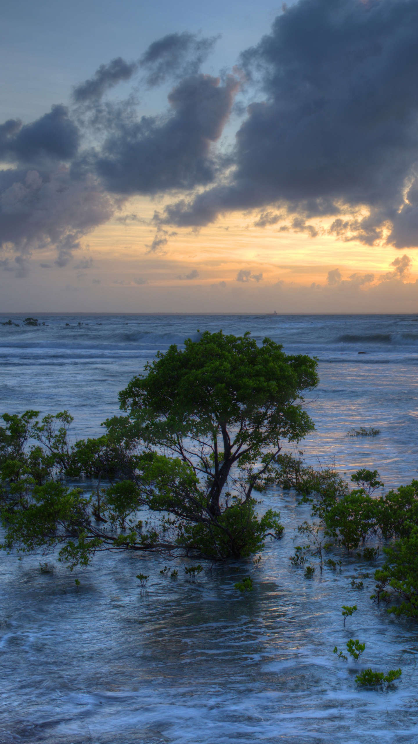 Green Trees on Sea Shore During Daytime. Wallpaper in 1440x2560 Resolution