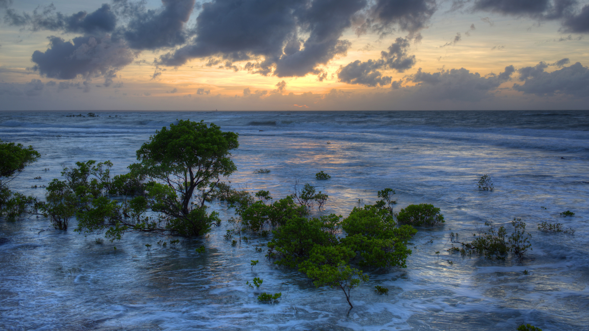 Green Trees on Sea Shore During Daytime. Wallpaper in 1920x1080 Resolution