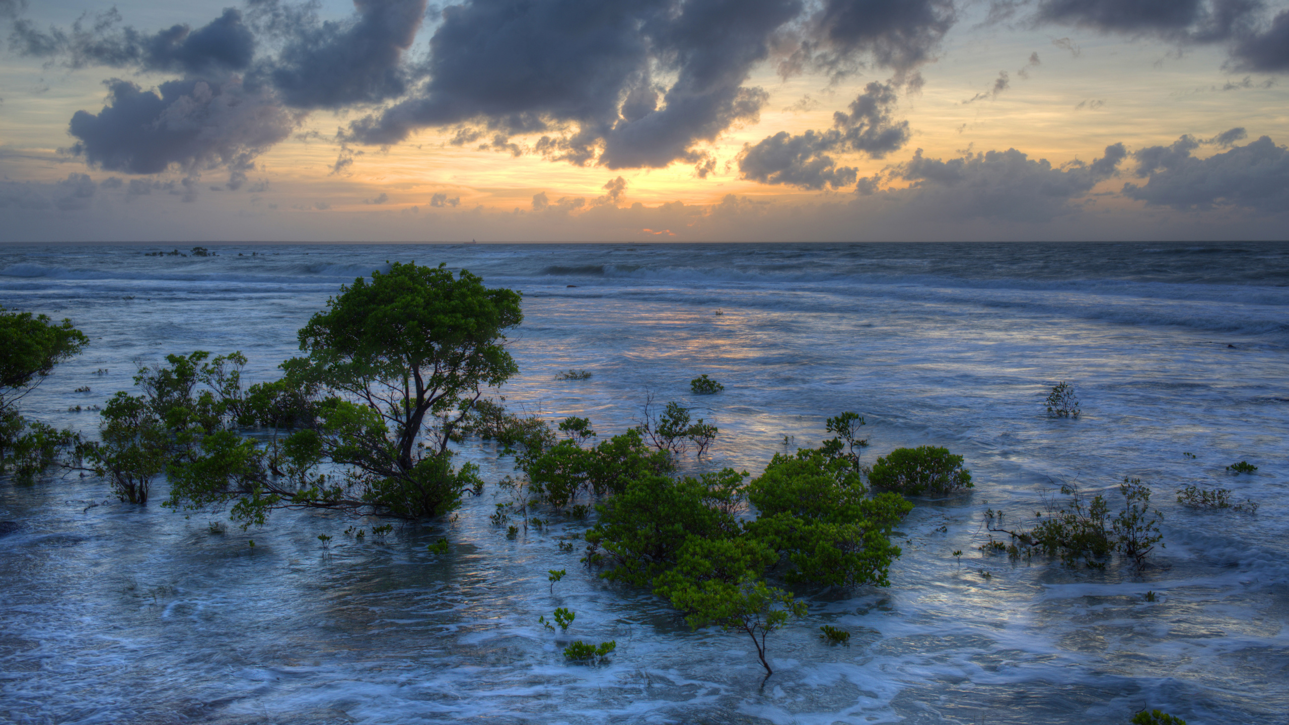 Green Trees on Sea Shore During Daytime. Wallpaper in 2560x1440 Resolution