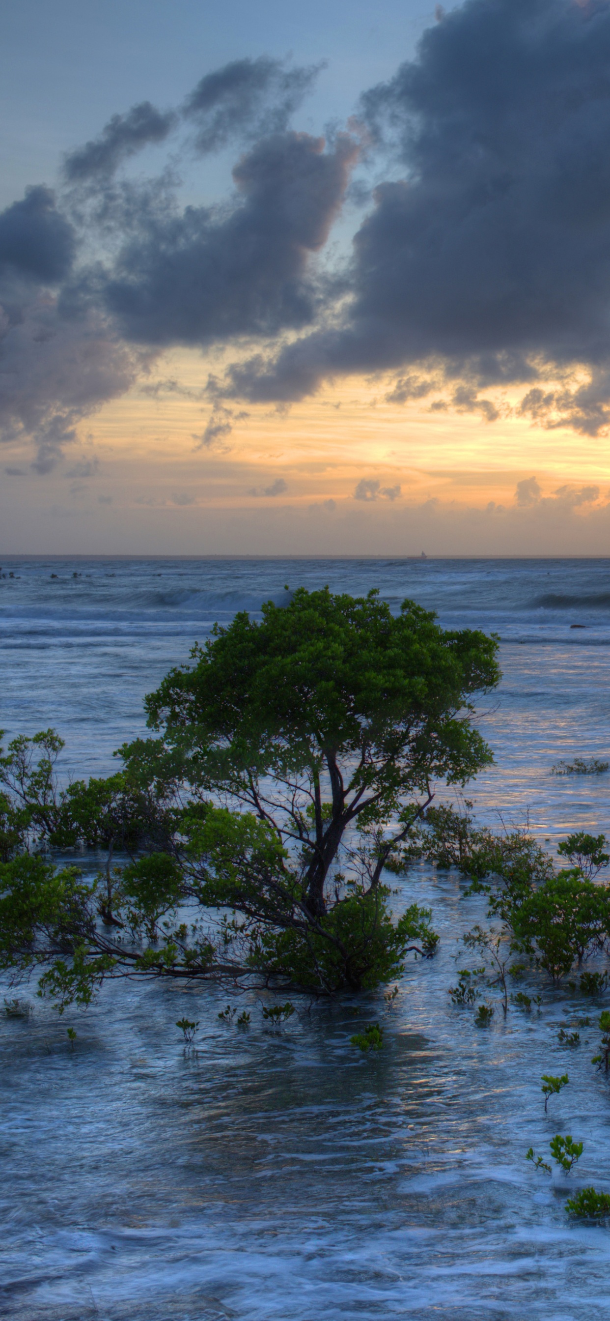 Arbres Verts au Bord de la Mer Pendant la Journée. Wallpaper in 1242x2688 Resolution