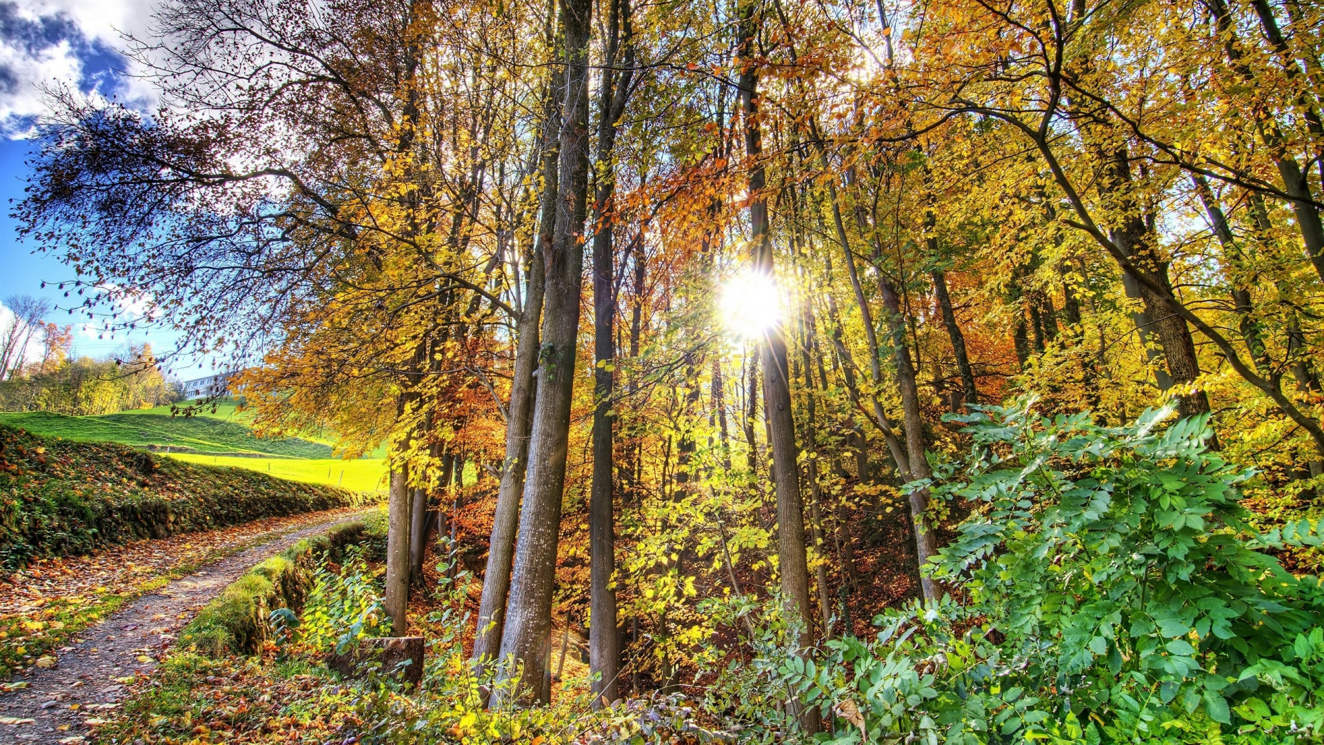 Arbres Bruns Sur Terrain D'herbe Verte Pendant la Journée. Wallpaper in 1920x1080 Resolution