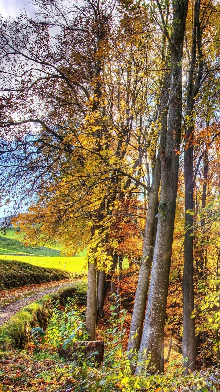 Arbres Bruns Sur Terrain D'herbe Verte Pendant la Journée. Wallpaper in 720x1280 Resolution