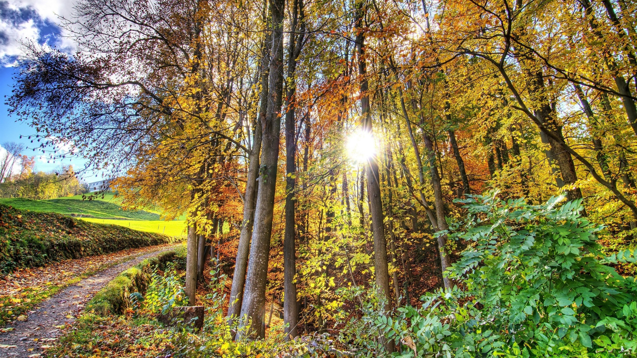 Braune Bäume Auf Grünem Grasfeld Tagsüber. Wallpaper in 1280x720 Resolution