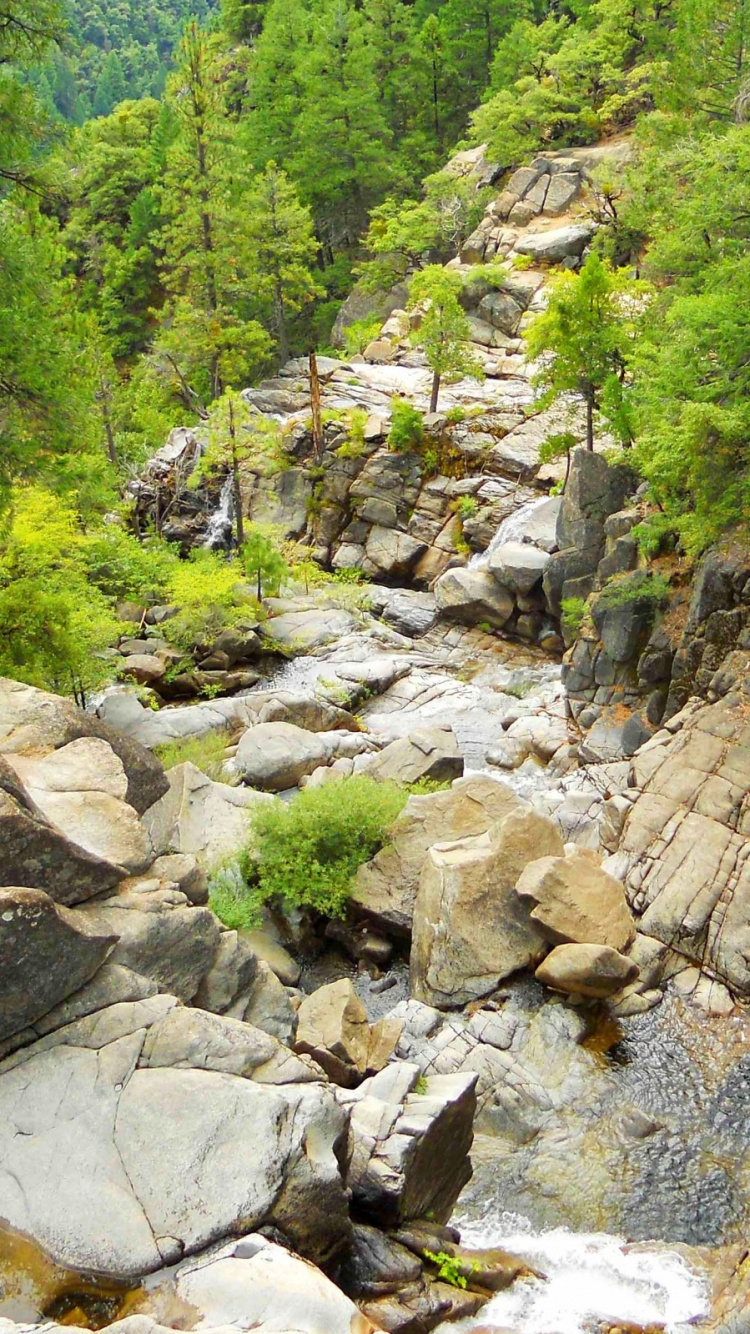 Green Trees and Rocky River During Daytime. Wallpaper in 750x1334 Resolution