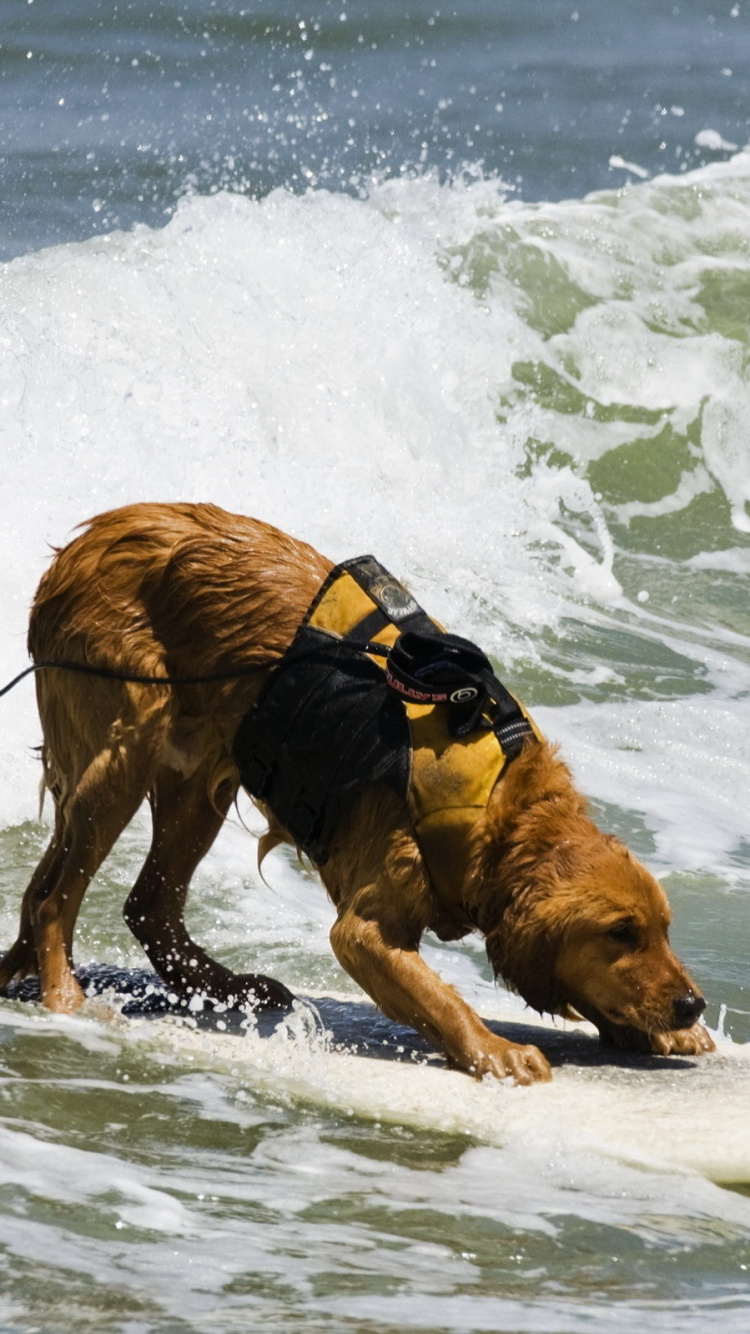 Perro de Pelo Corto Marrón Corriendo Sobre el Agua Durante el Día. Wallpaper in 750x1334 Resolution