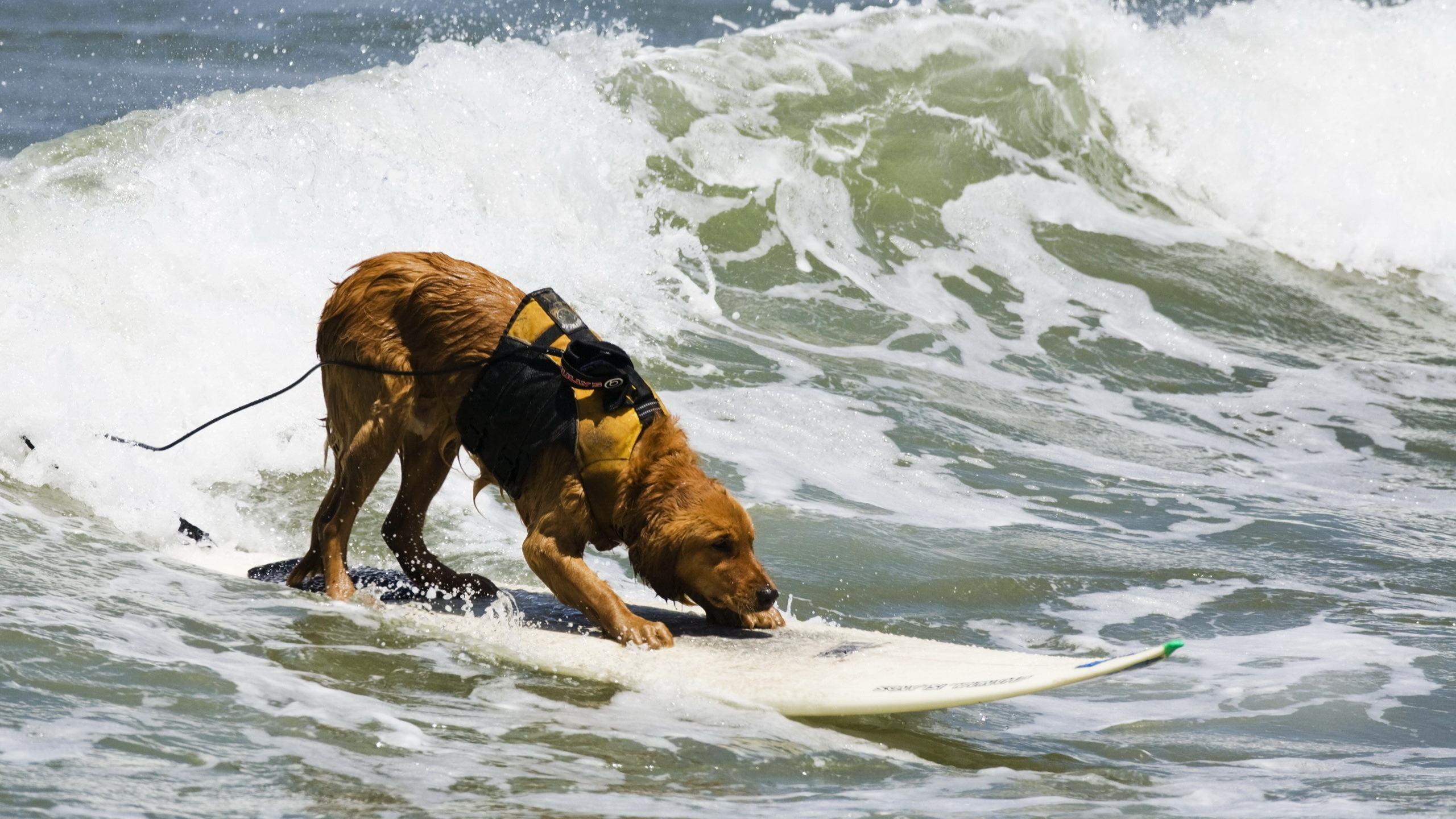 Brown Short Coated Dog Running on Water During Daytime. Wallpaper in 2560x1440 Resolution