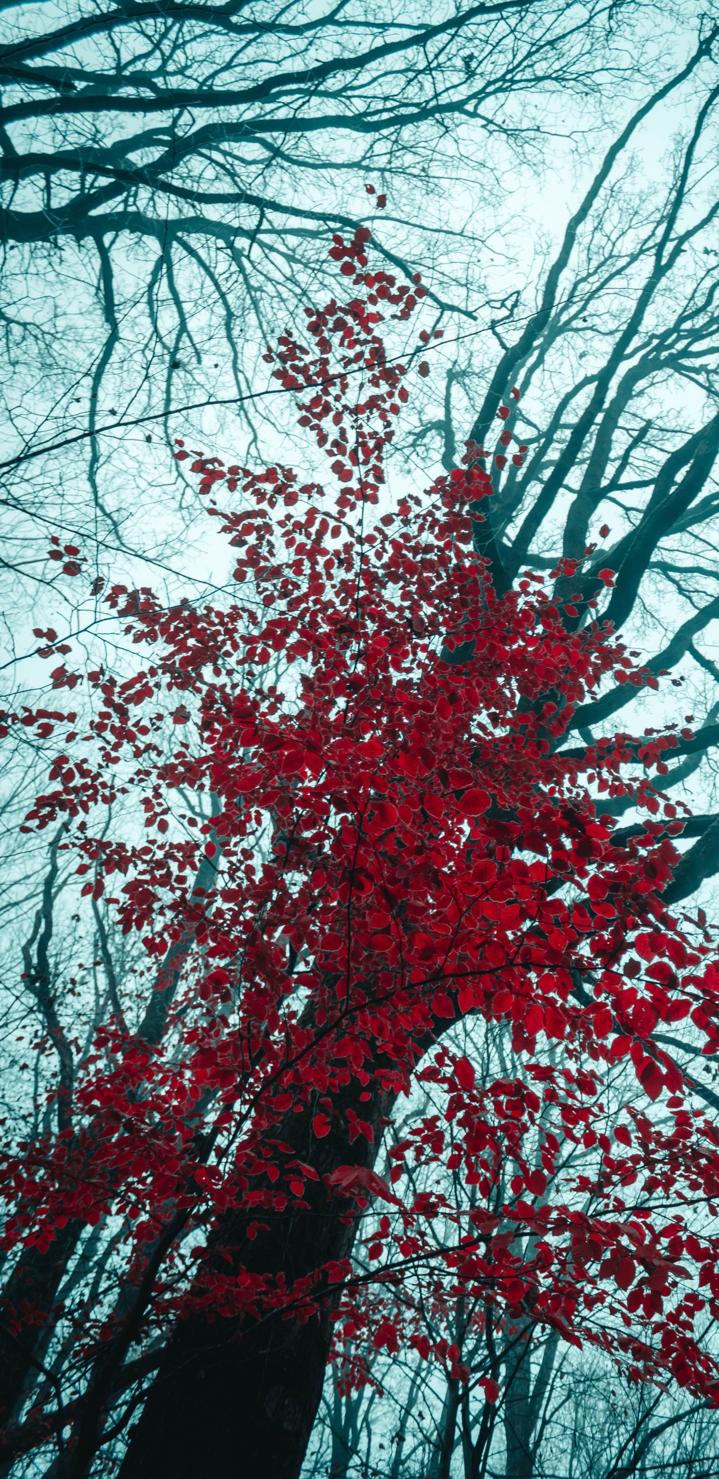 Larch, Woody Plant, Winter, Nature, Plant. Wallpaper in 1440x2960 Resolution