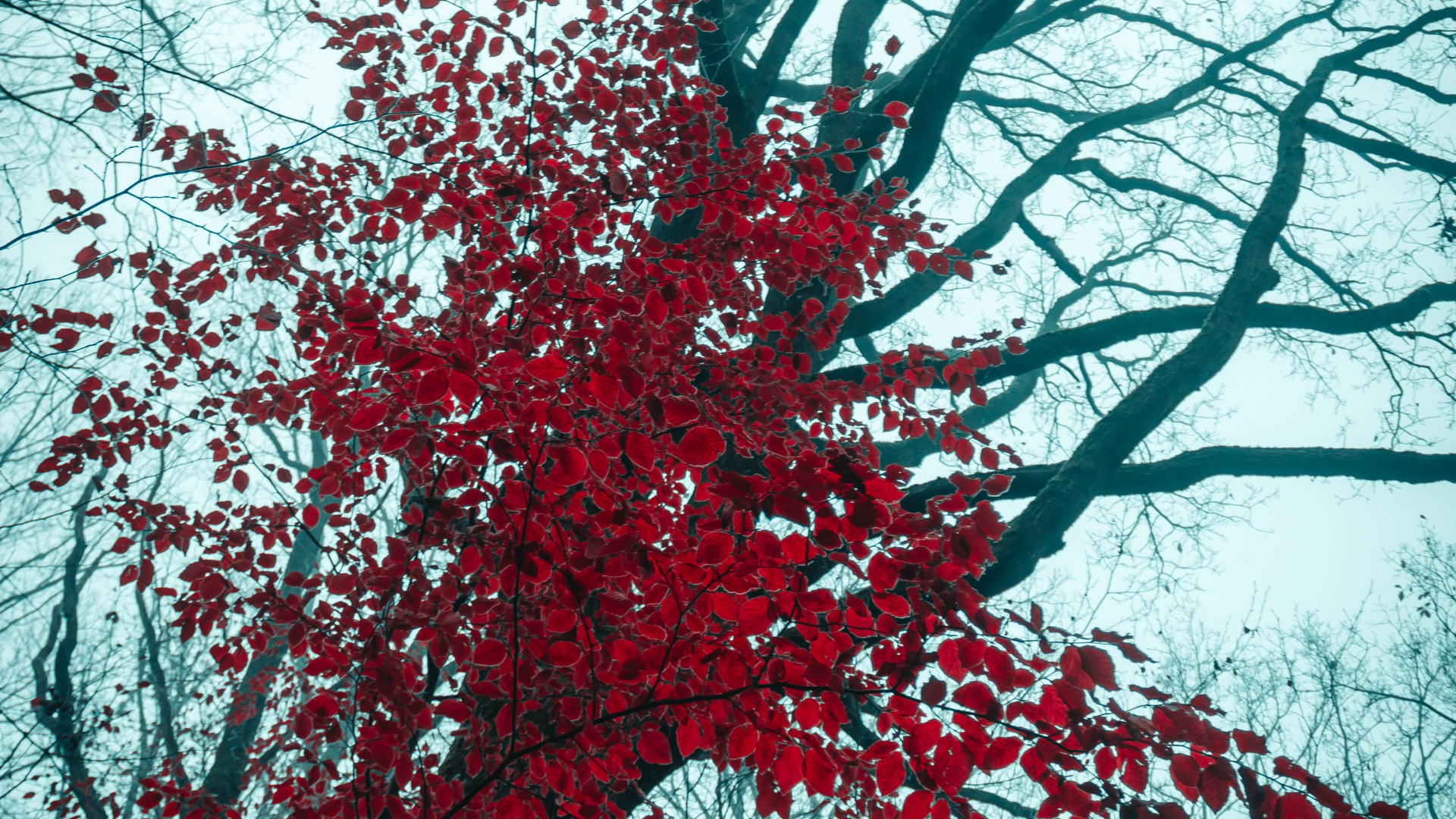 Lärche, Woody Pflanze, Winter, Natur, Branch. Wallpaper in 1920x1080 Resolution