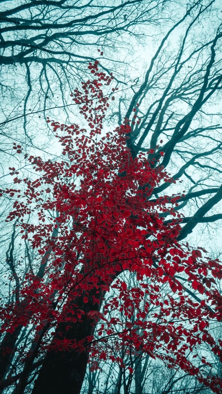 落叶松, 木本植物, 冬天, 性质, 红色的 壁纸 720x1280 允许