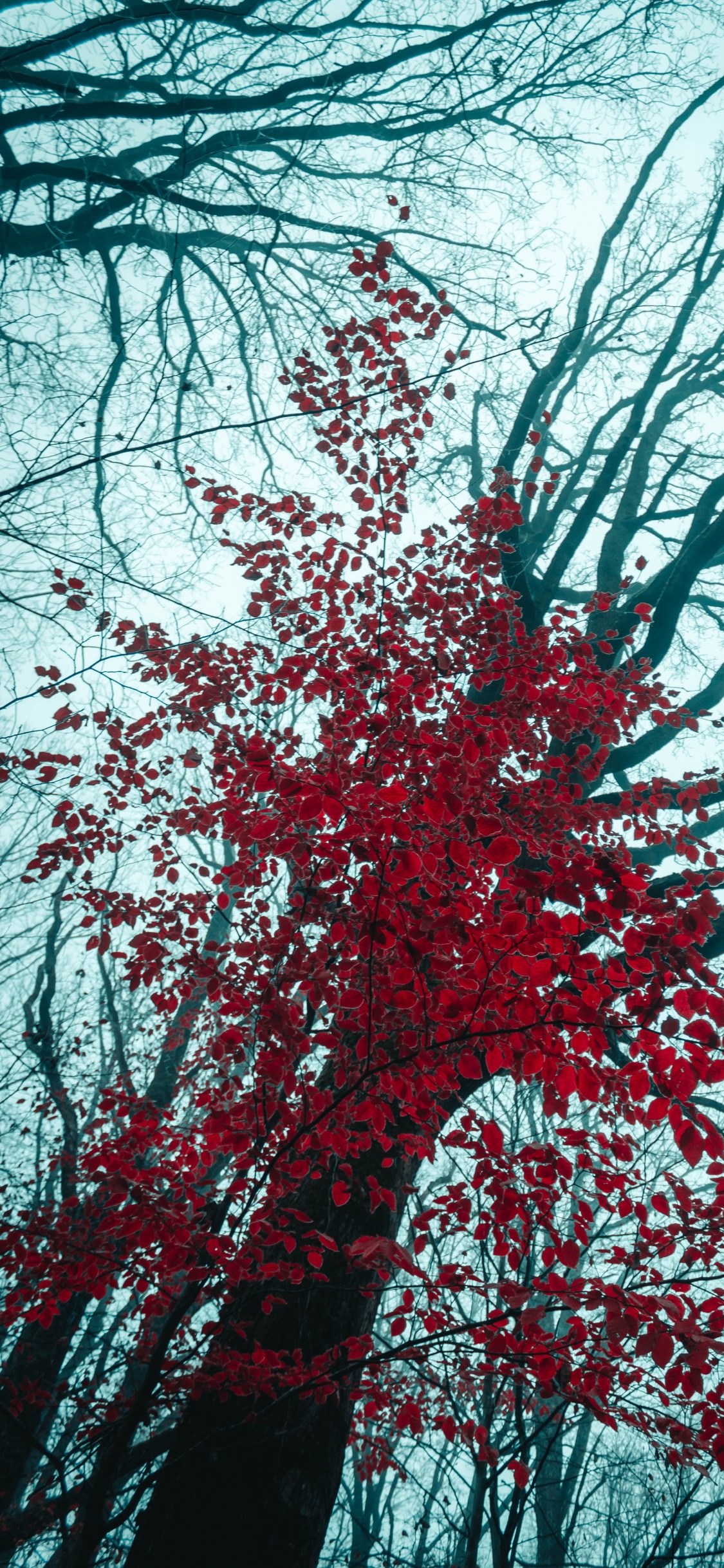 Mélèze, Plantes Ligneuses, Hiver, Nature, Red. Wallpaper in 1125x2436 Resolution