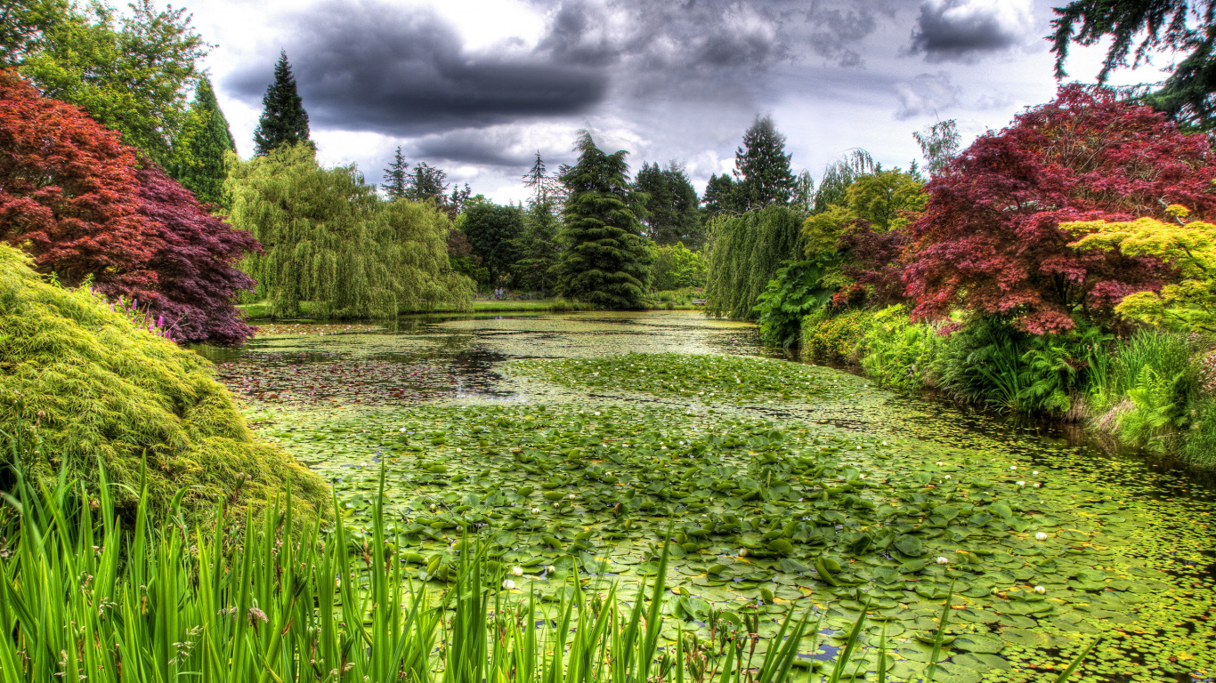 性质, 植被, 花园, 草, 植物园 壁纸 1366x768 允许