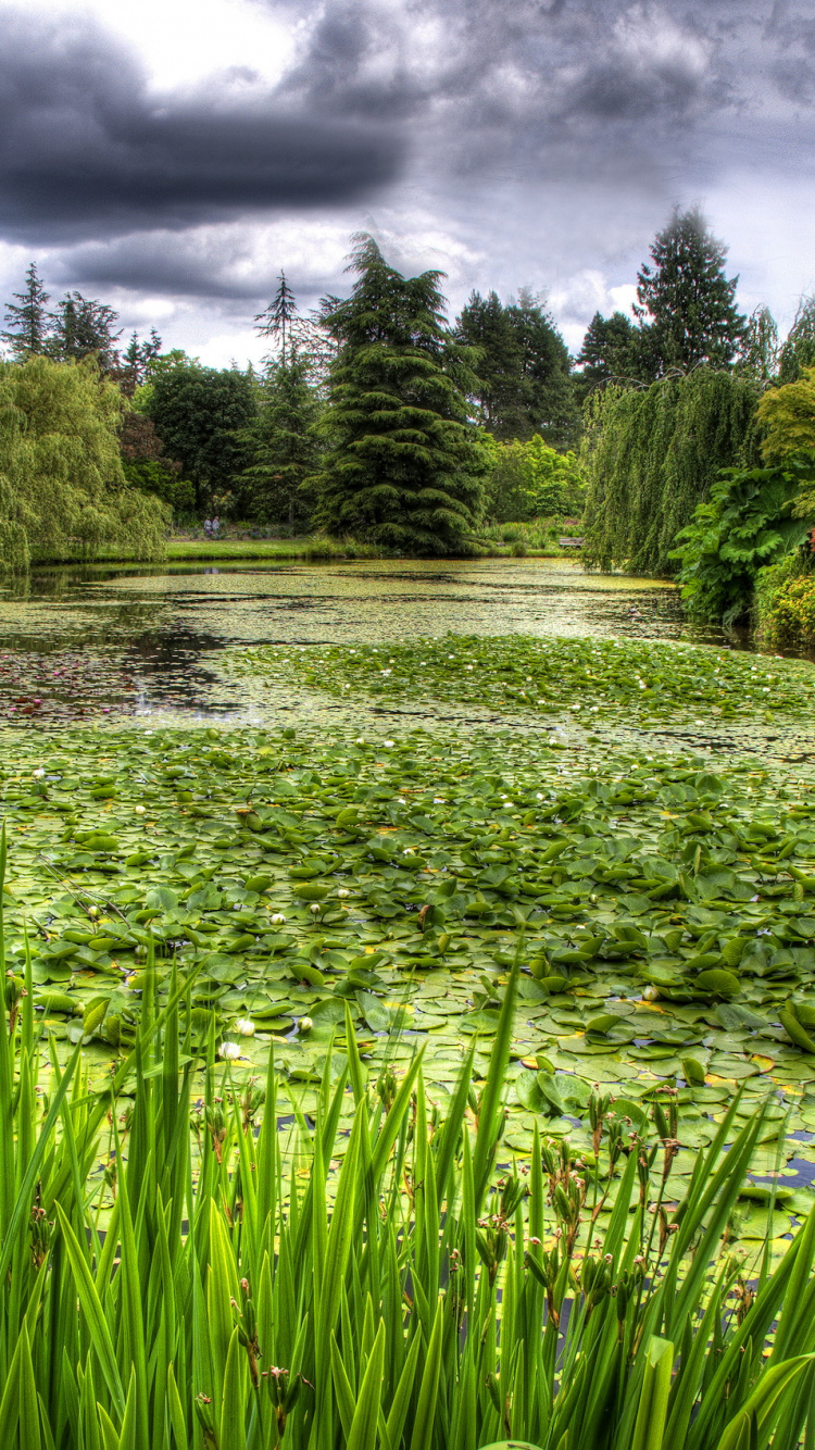 性质, 植被, 花园, 草, 植物园 壁纸 750x1334 允许