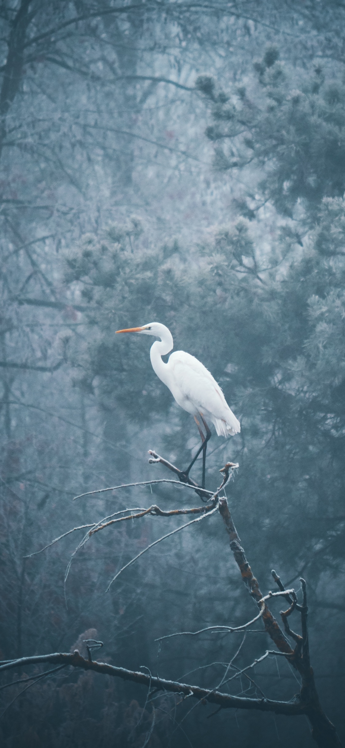 Oiseau Blanc Sur Une Branche D'arbre. Wallpaper in 1125x2436 Resolution
