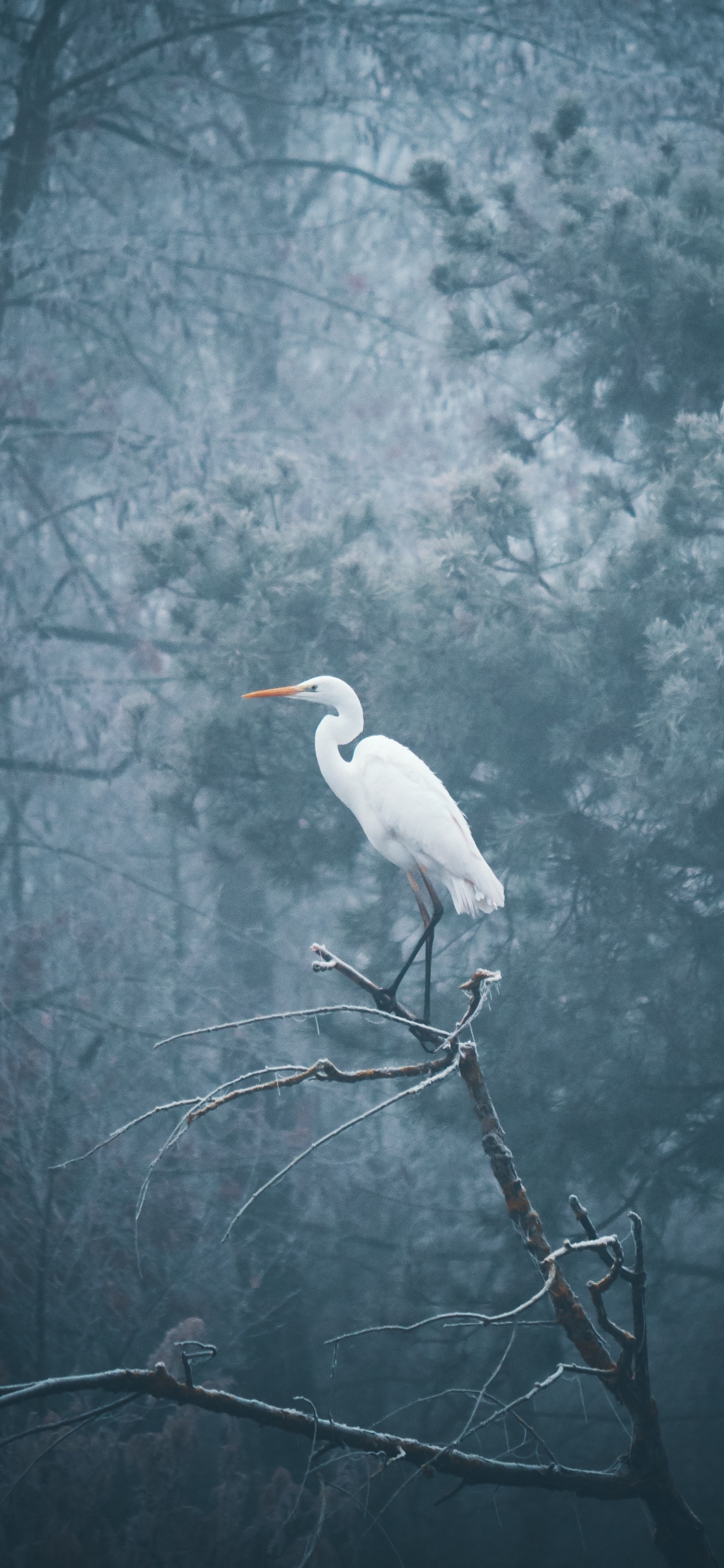 Oiseau Blanc Sur Une Branche D'arbre. Wallpaper in 1242x2688 Resolution